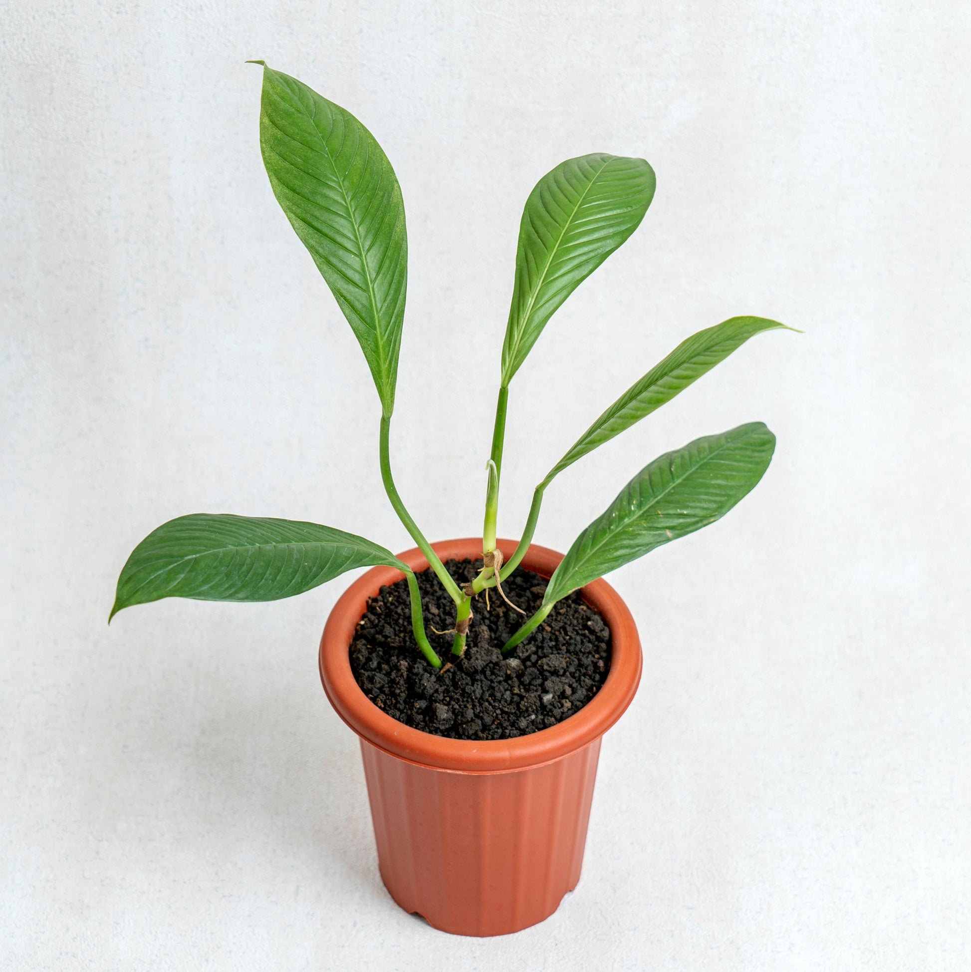 Philodendron Lynette - Indonesian Rare Plants