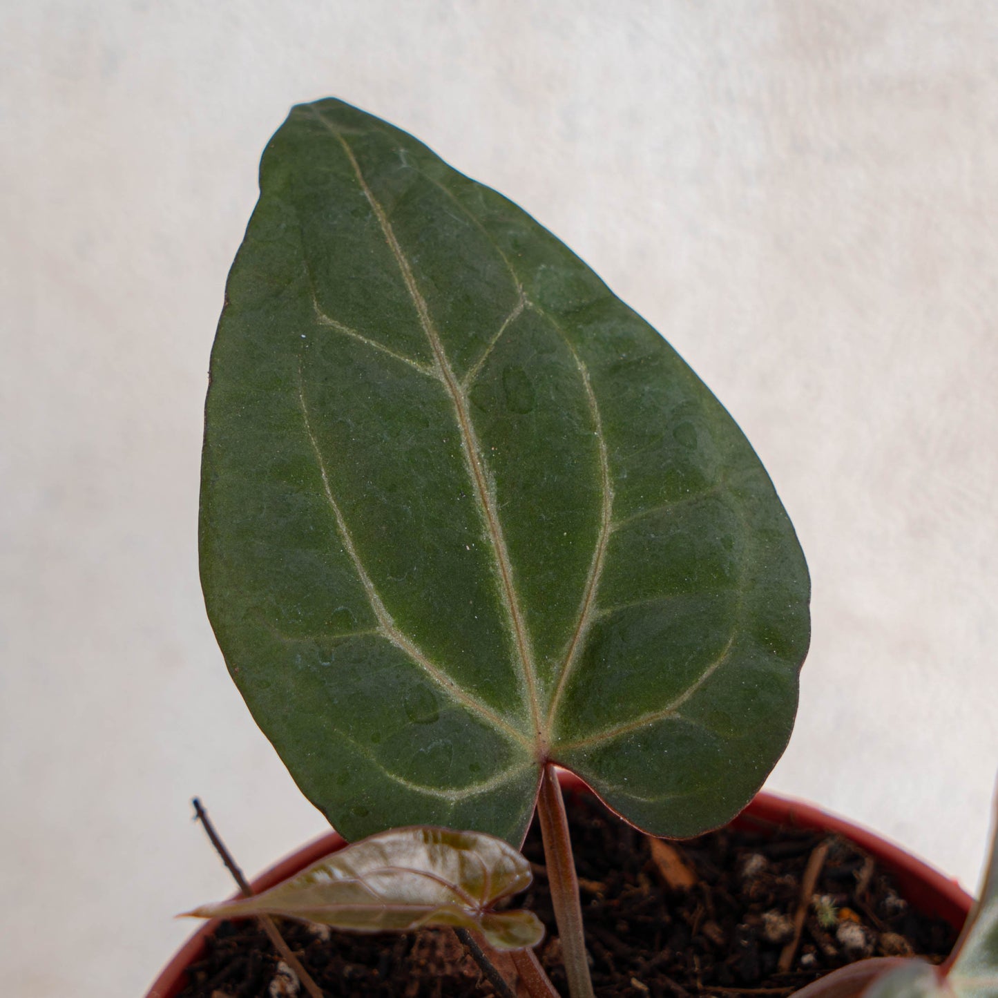 Anthurium Black Velvet Indonesia Type X (Zara x Michelle)