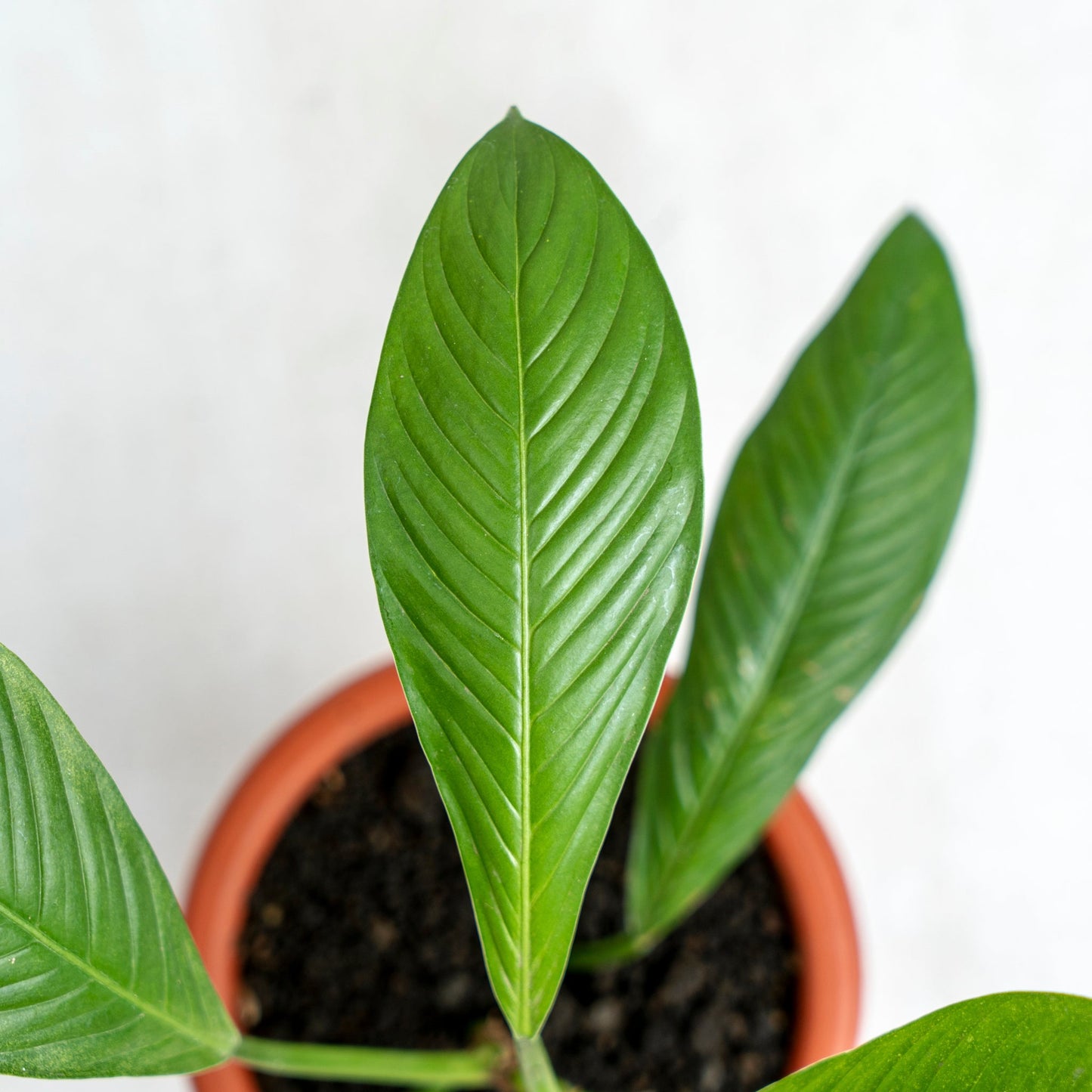 Philodendron Lynette