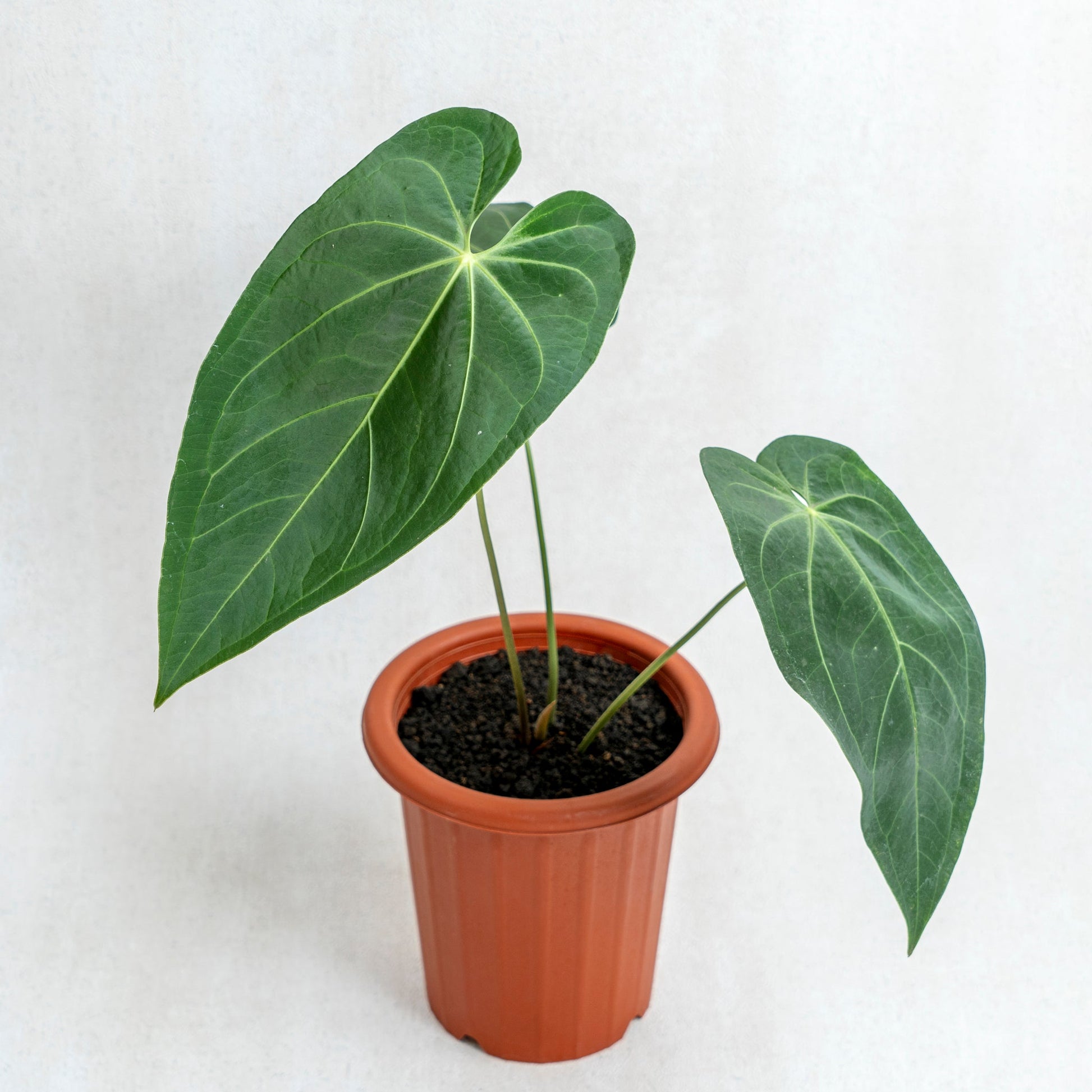 Anthurium Magnificum Verde - Indonesian Rare Plants