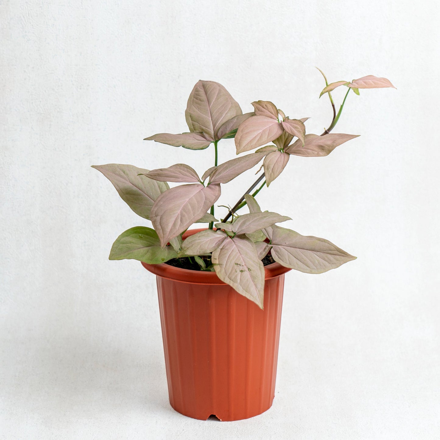 Syngonium Pink - Indonesian Rare Plants