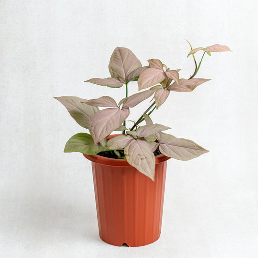 Syngonium Pink - Indonesian Rare Plants