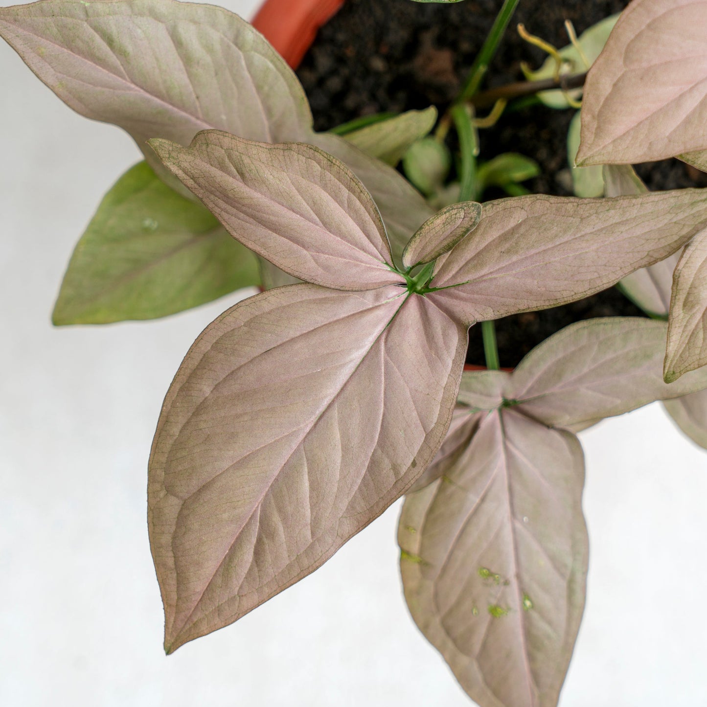 Syngonium Pink