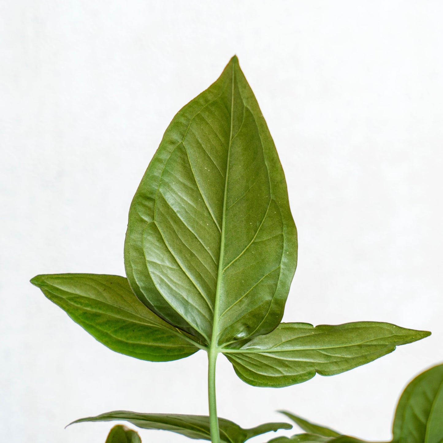 Syngonium Pink