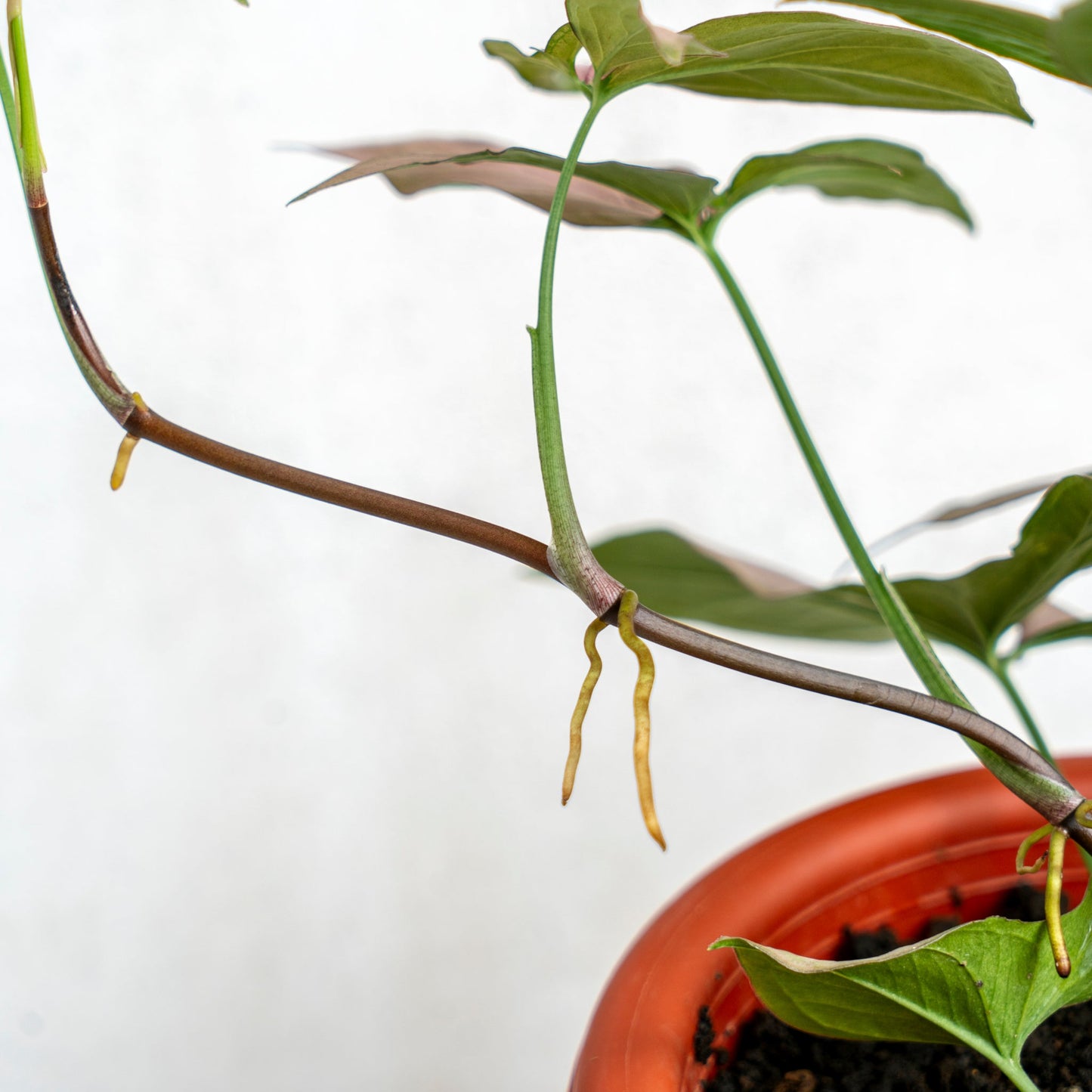 Syngonium Pink