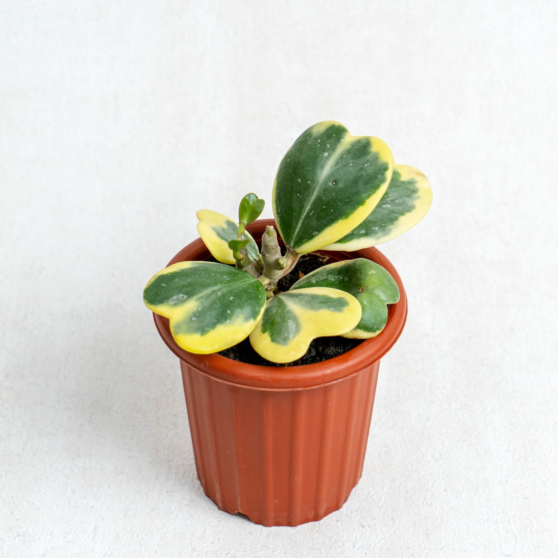 Hoya Kerrii Variegated - Indonesian Rare Plants