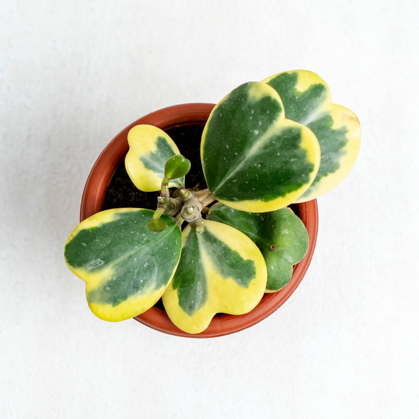 Hoya Kerrii Variegated