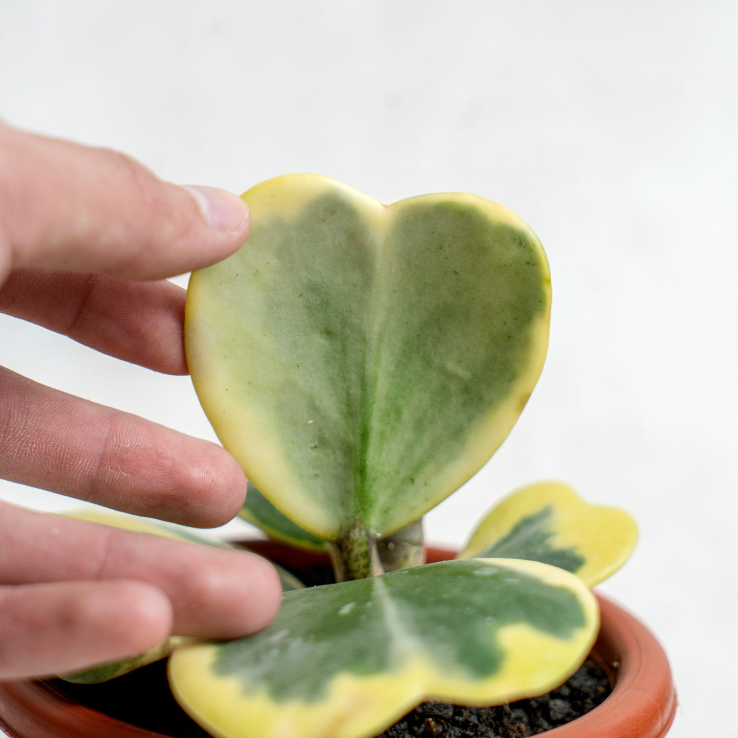 Hoya Kerrii Variegated