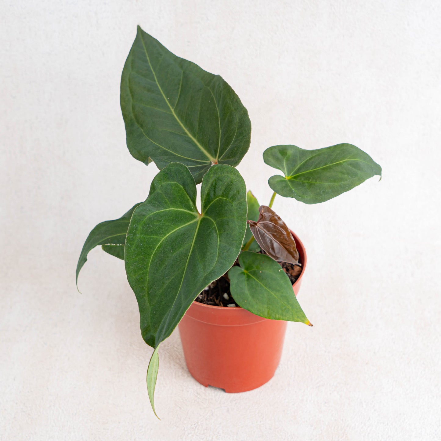 Anthurium Papillilaminum Narrow Form - Indonesian Rare Plants