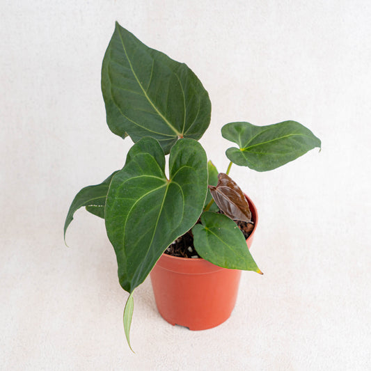 Anthurium Papillilaminum Narrow Form - Indonesian Rare Plants