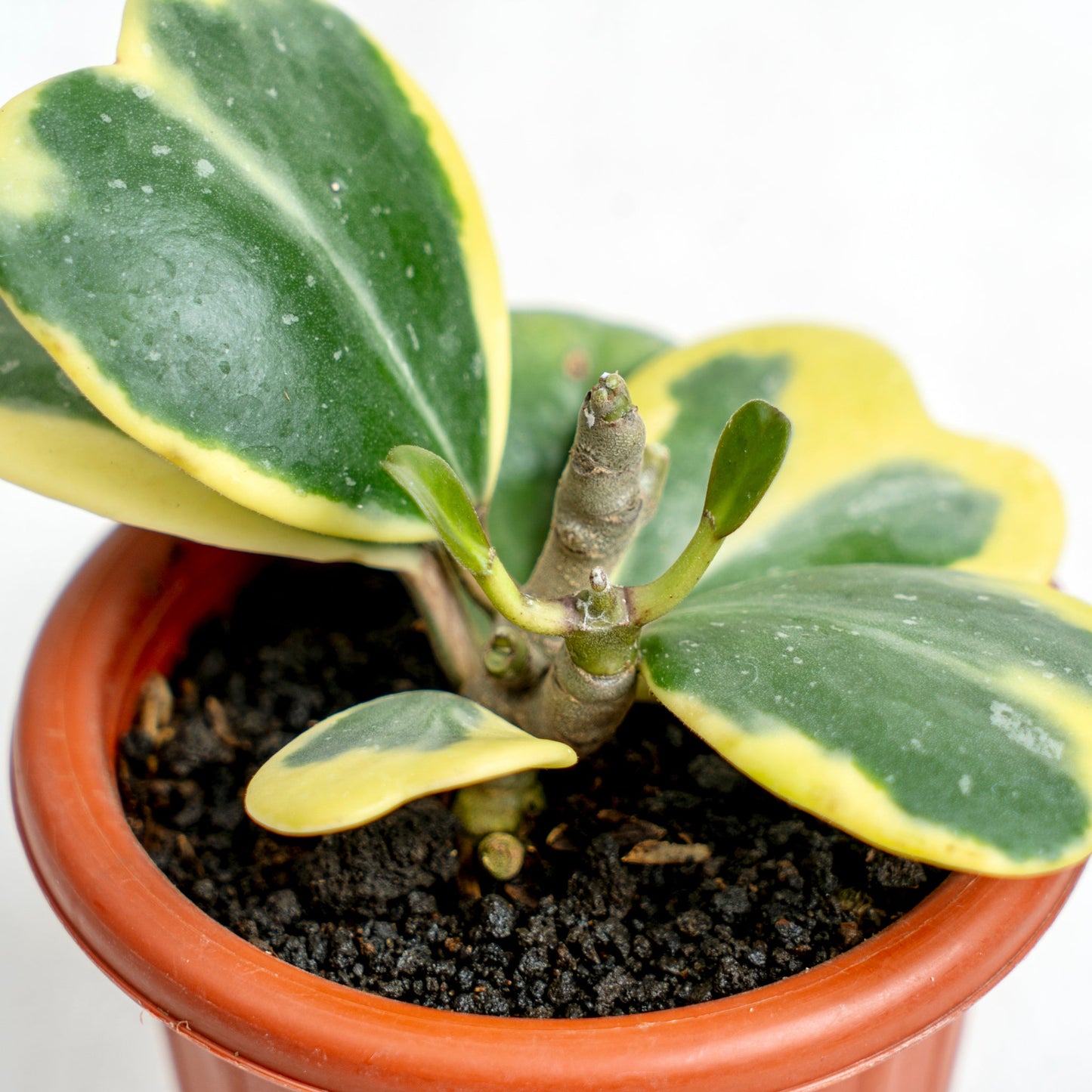 Hoya Kerrii Variegated
