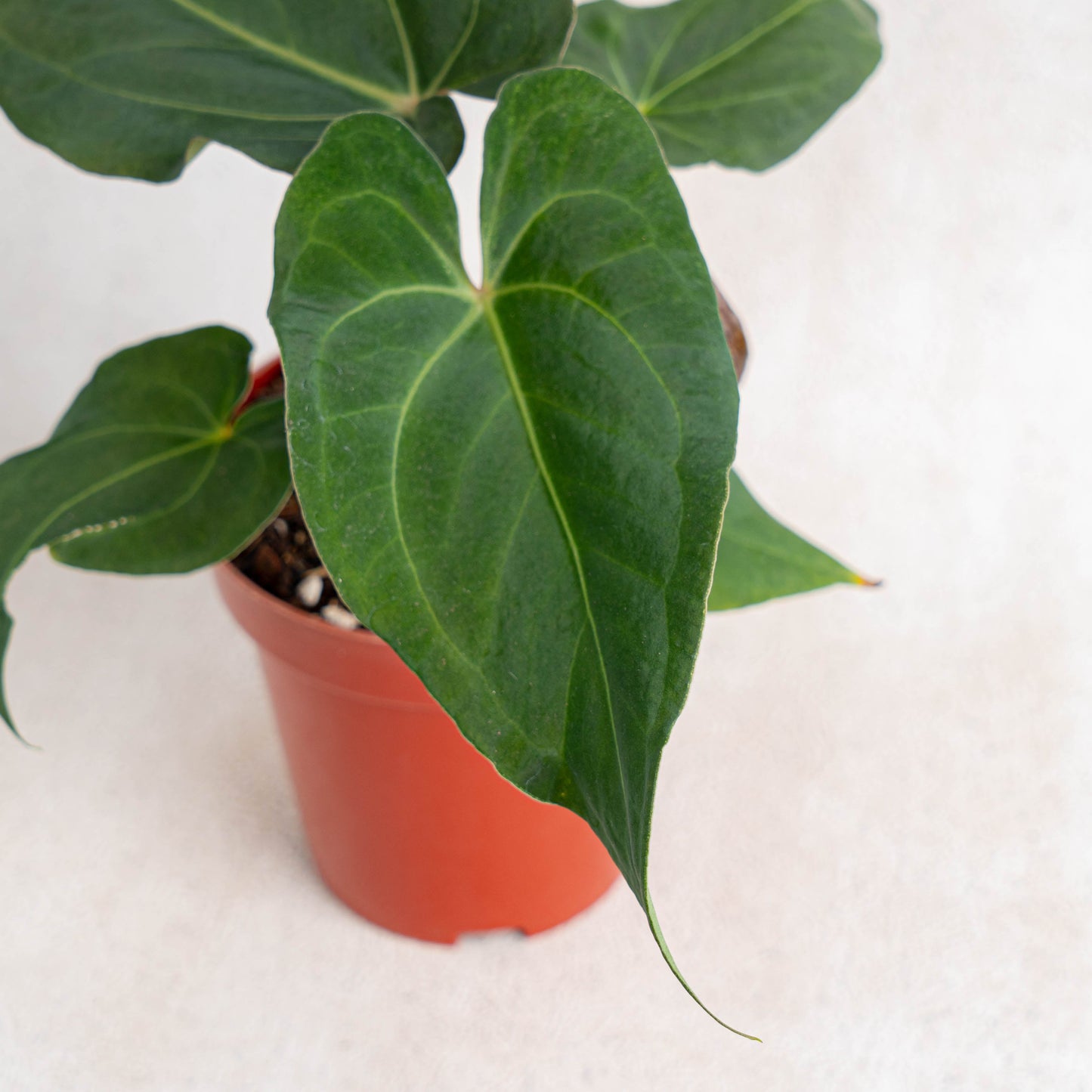 Anthurium Papillilaminum Narrow Form