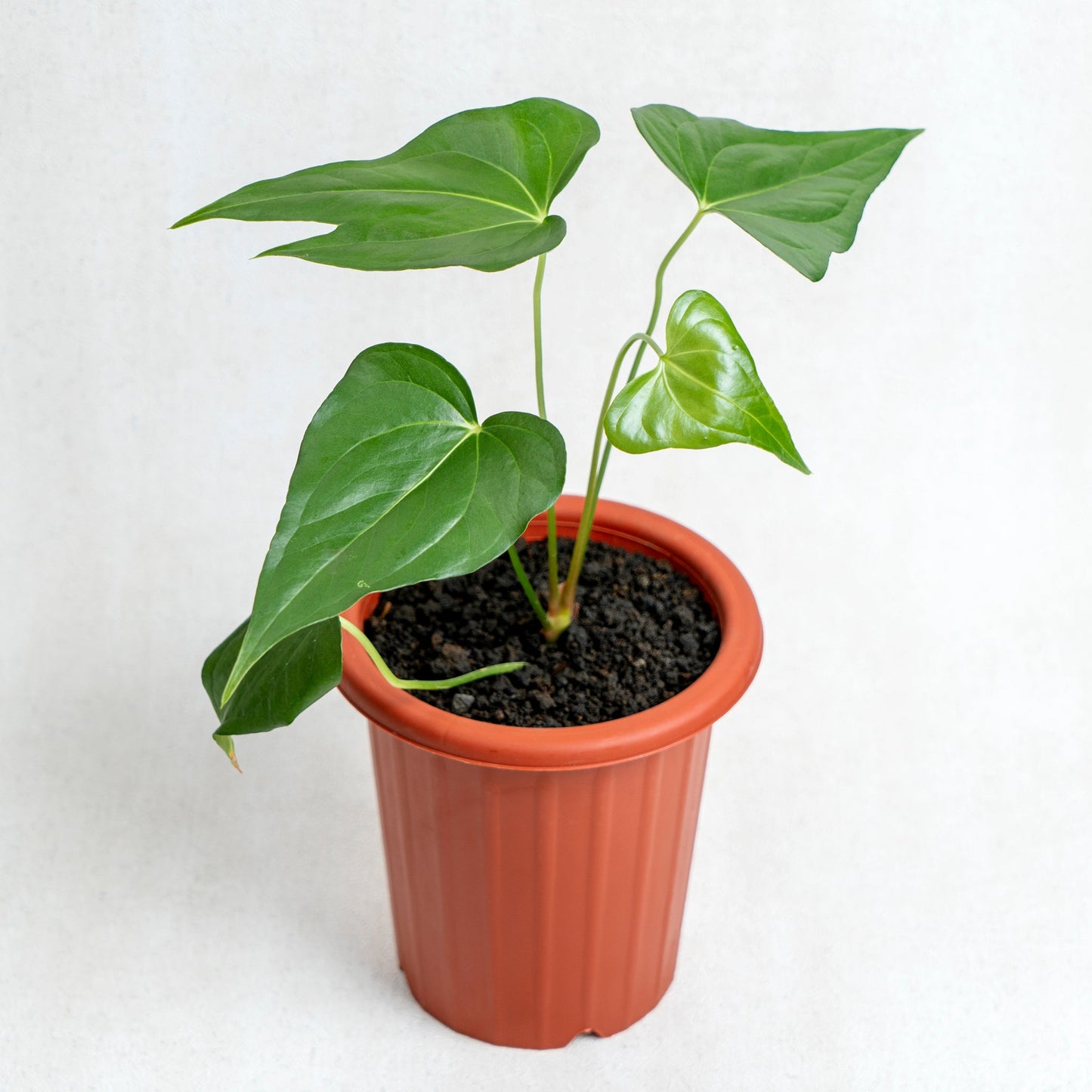 Anthurium Pedatoradiatum - Indonesian Rare Plants