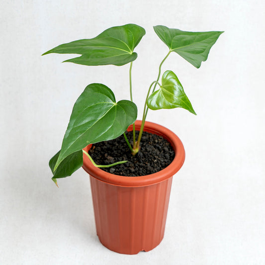 Anthurium Pedatoradiatum - Indonesian Rare Plants