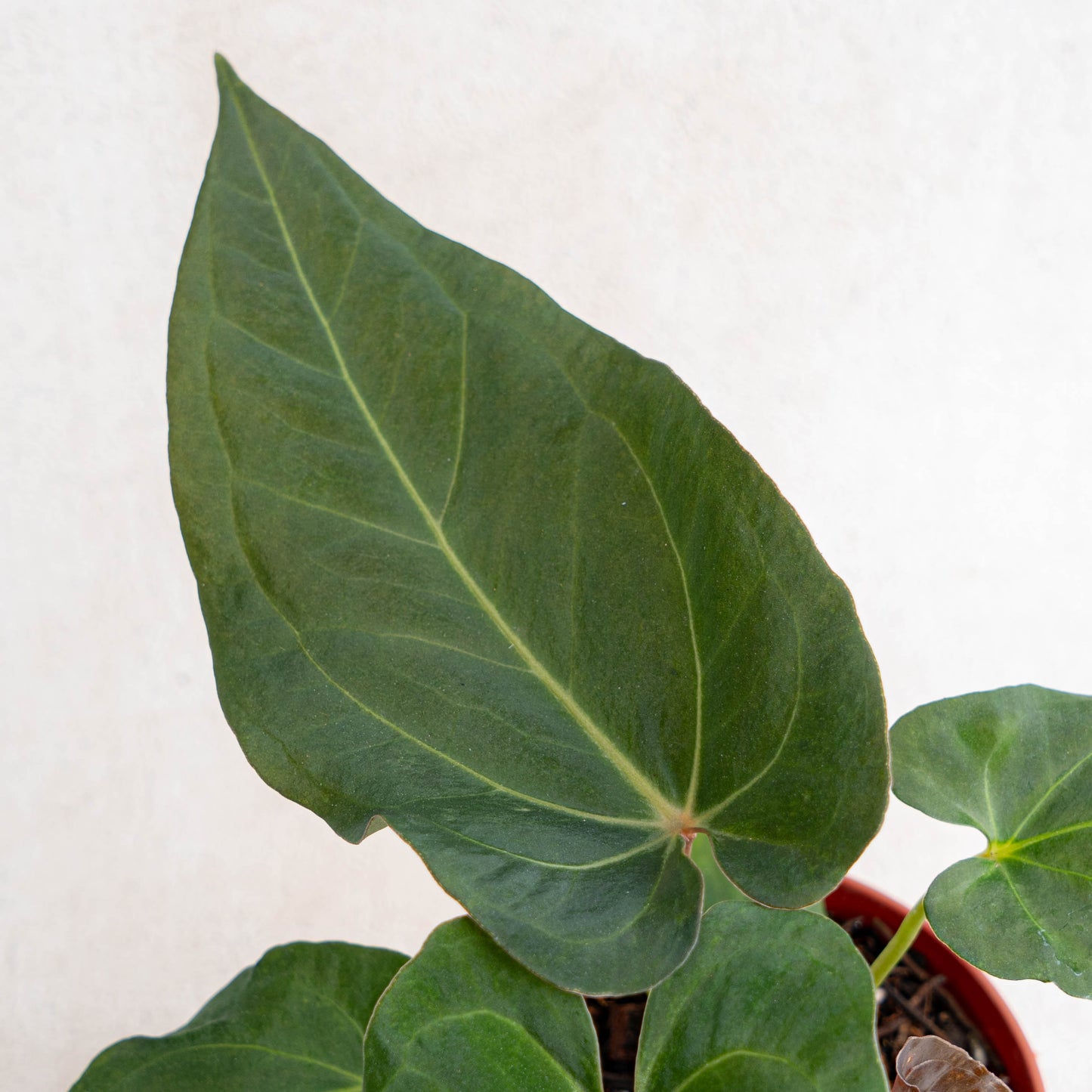 Anthurium Papillilaminum Narrow Form