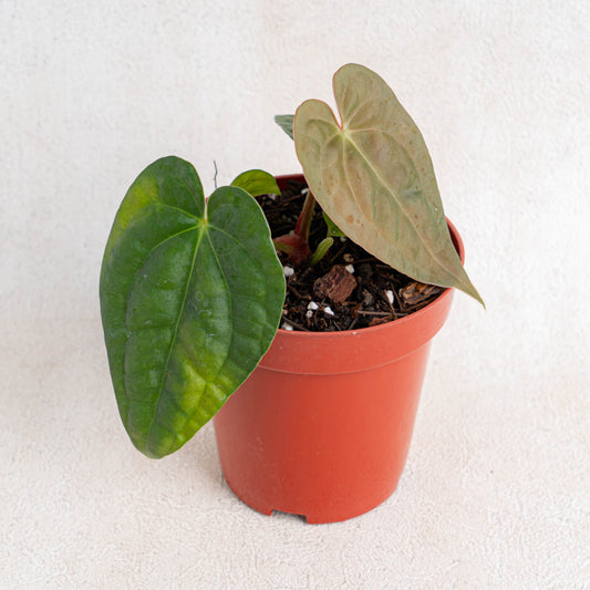 Anthurium Hoffmanii Hybrid x Dark Phoenix - Indonesian Rare Plants