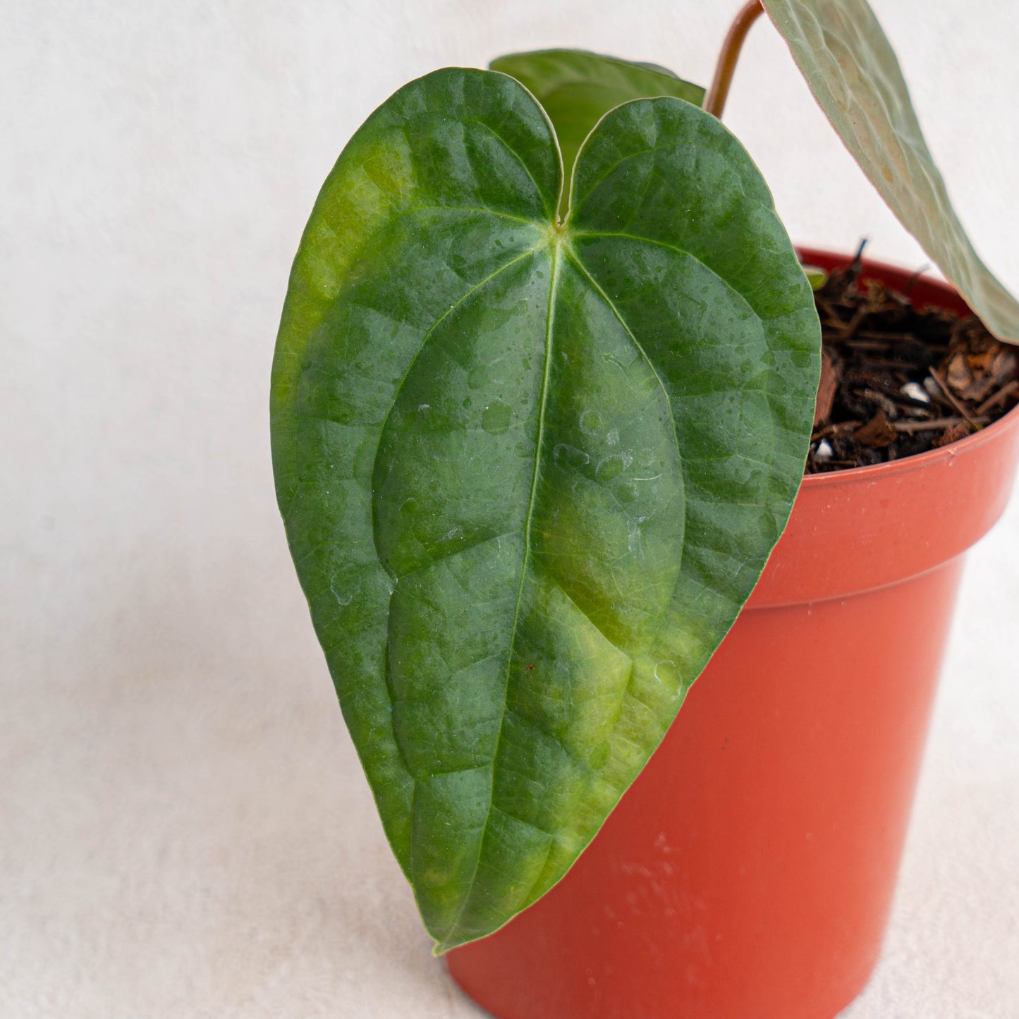 Anthurium Hoffmanii Hybrid x Dark Phoenix