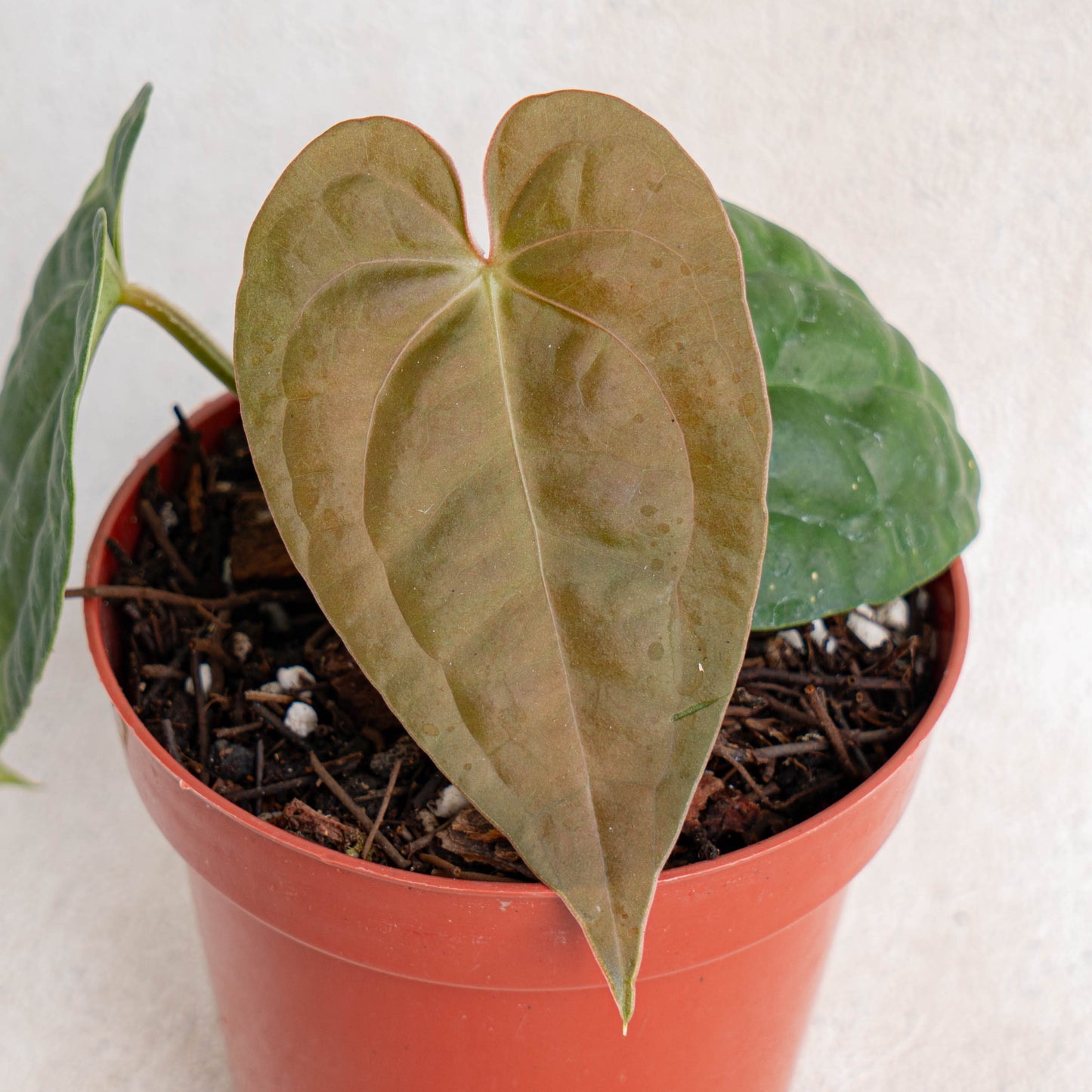 Anthurium Hoffmanii Hybrid x Dark Phoenix