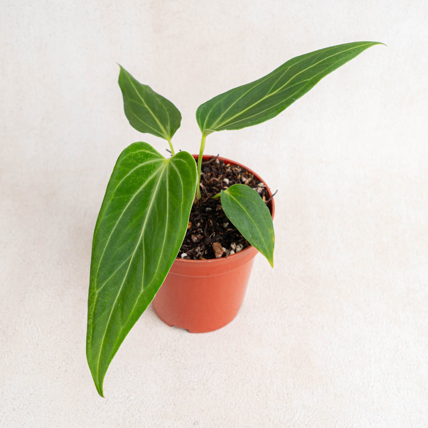 Anthurium HU x Warocqueanum - Indonesian Rare Plants