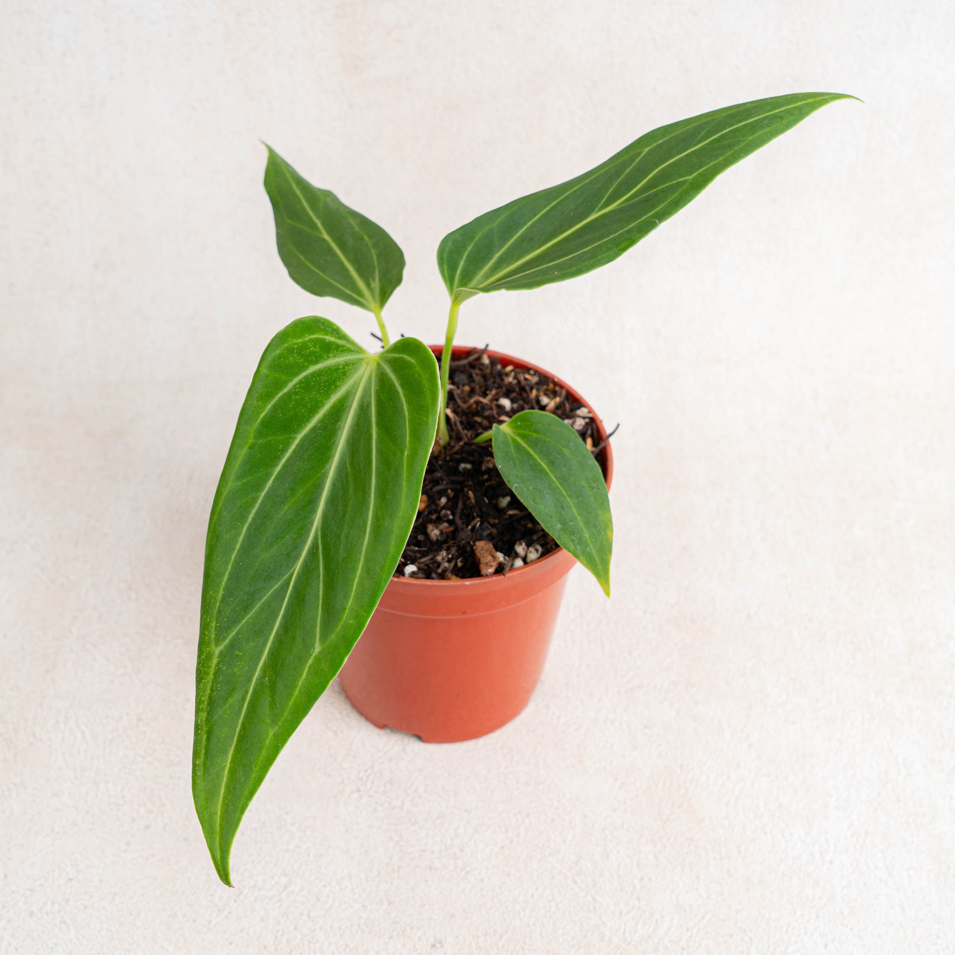 Anthurium HU x Warocqueanum - Indonesian Rare Plants