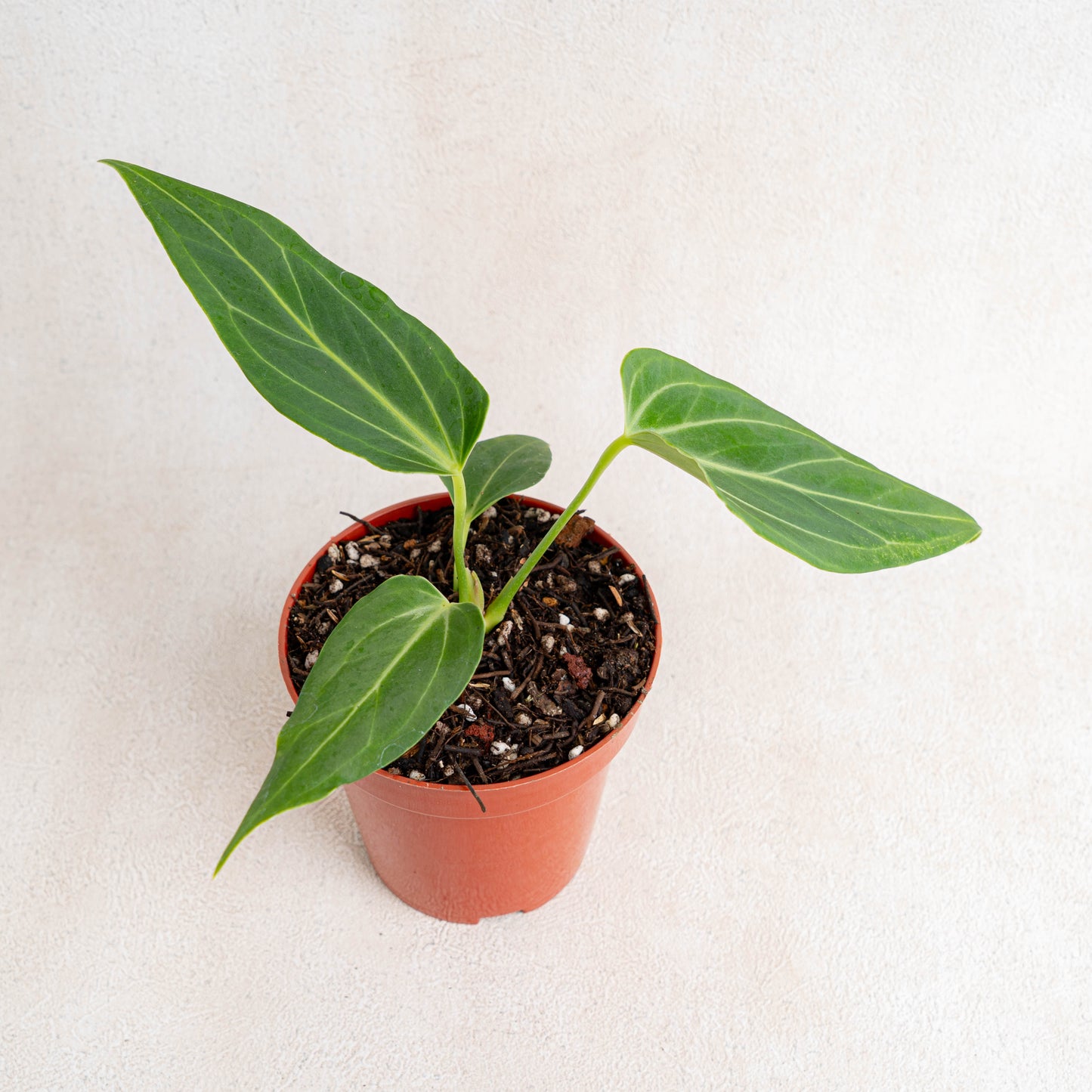 Anthurium HU x Warocqueanum