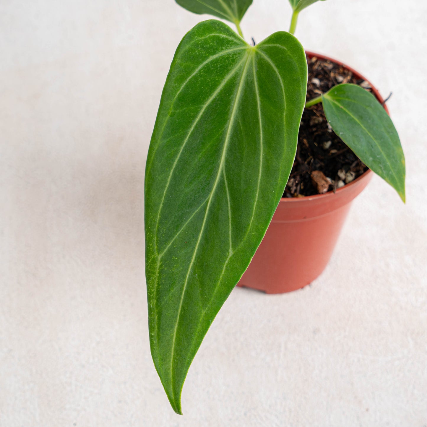 Anthurium HU x Warocqueanum