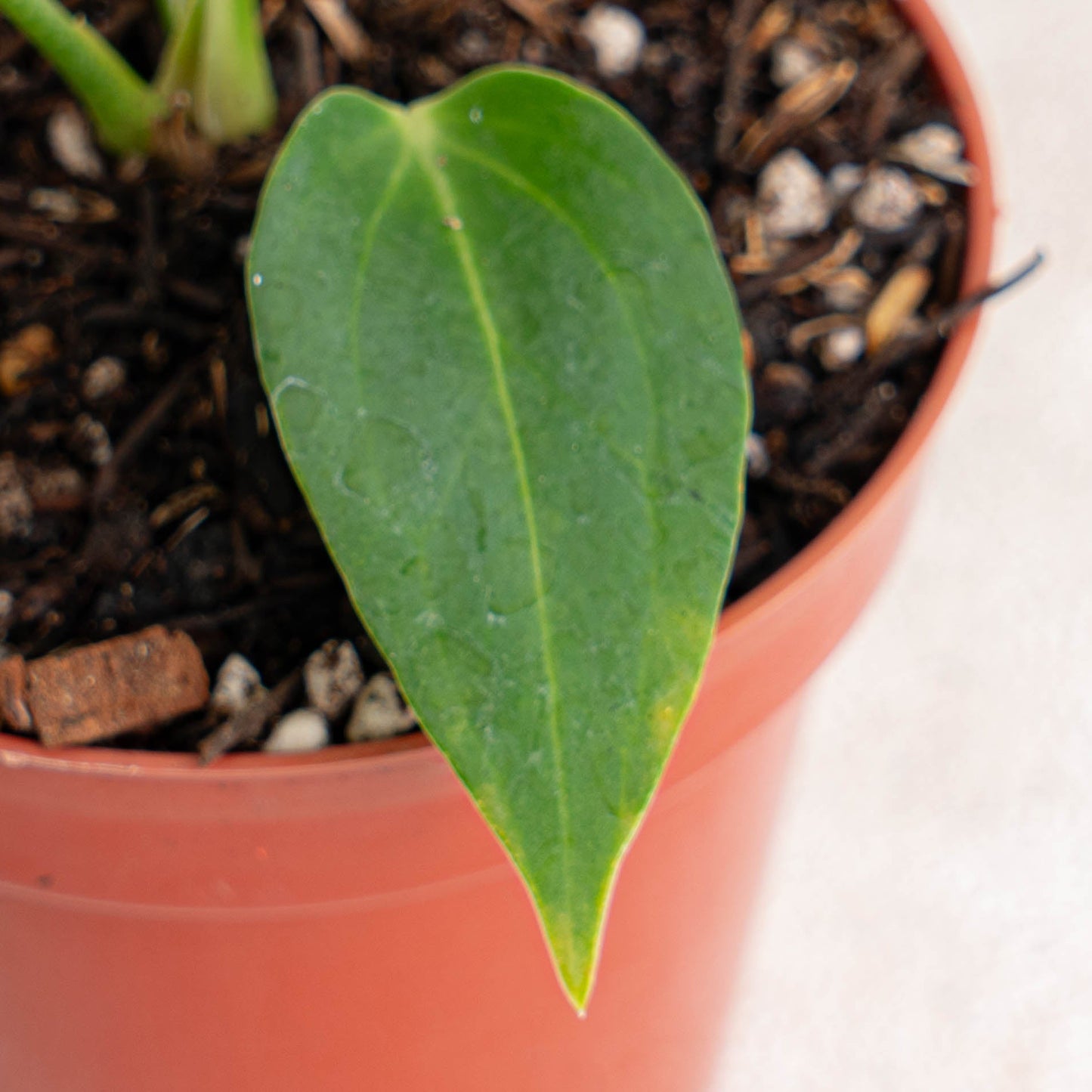 Anthurium HU x Warocqueanum