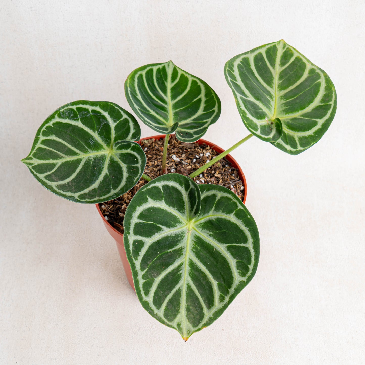 Anthurium Dorayaki - Indonesian Rare Plants