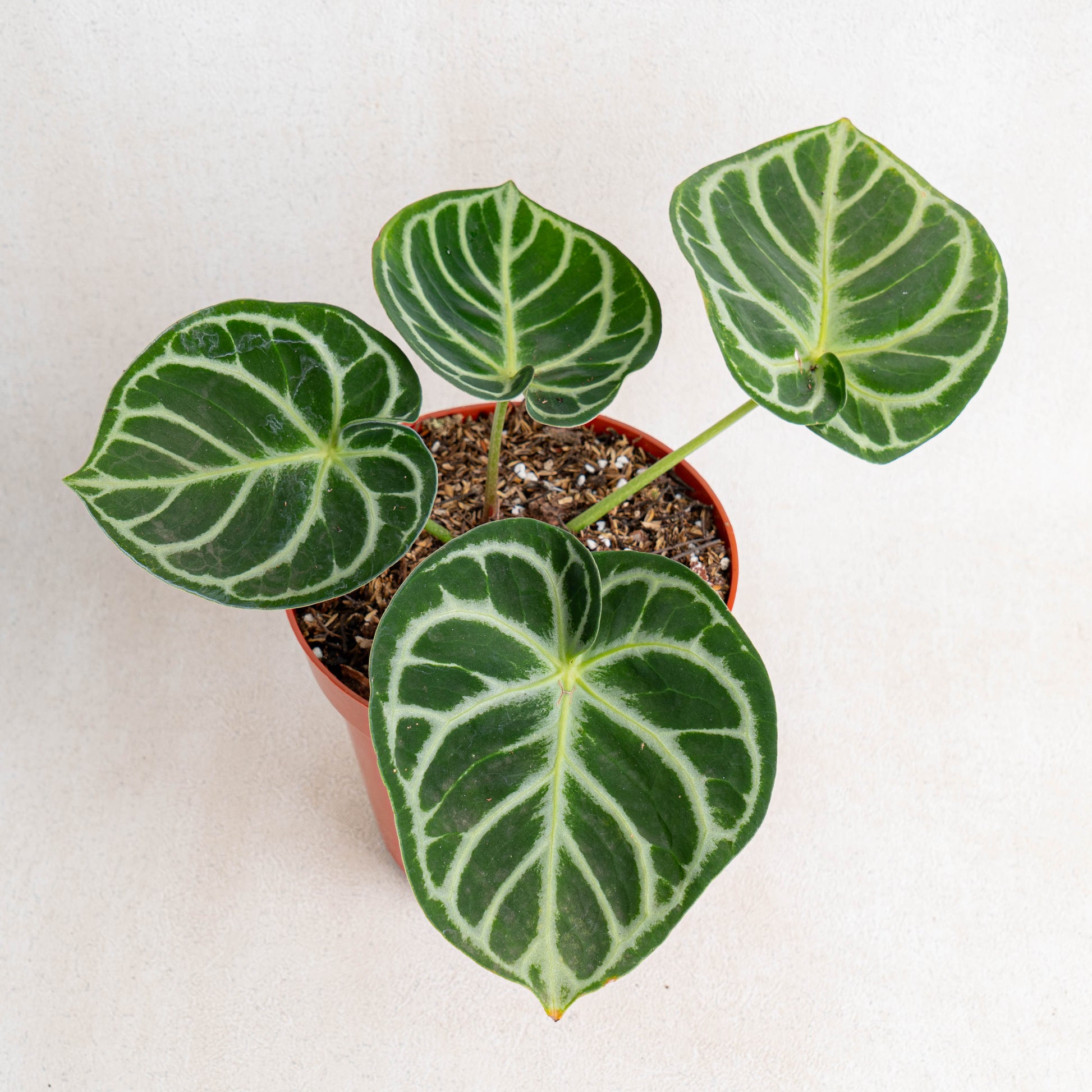 Anthurium Dorayaki - Indonesian Rare Plants