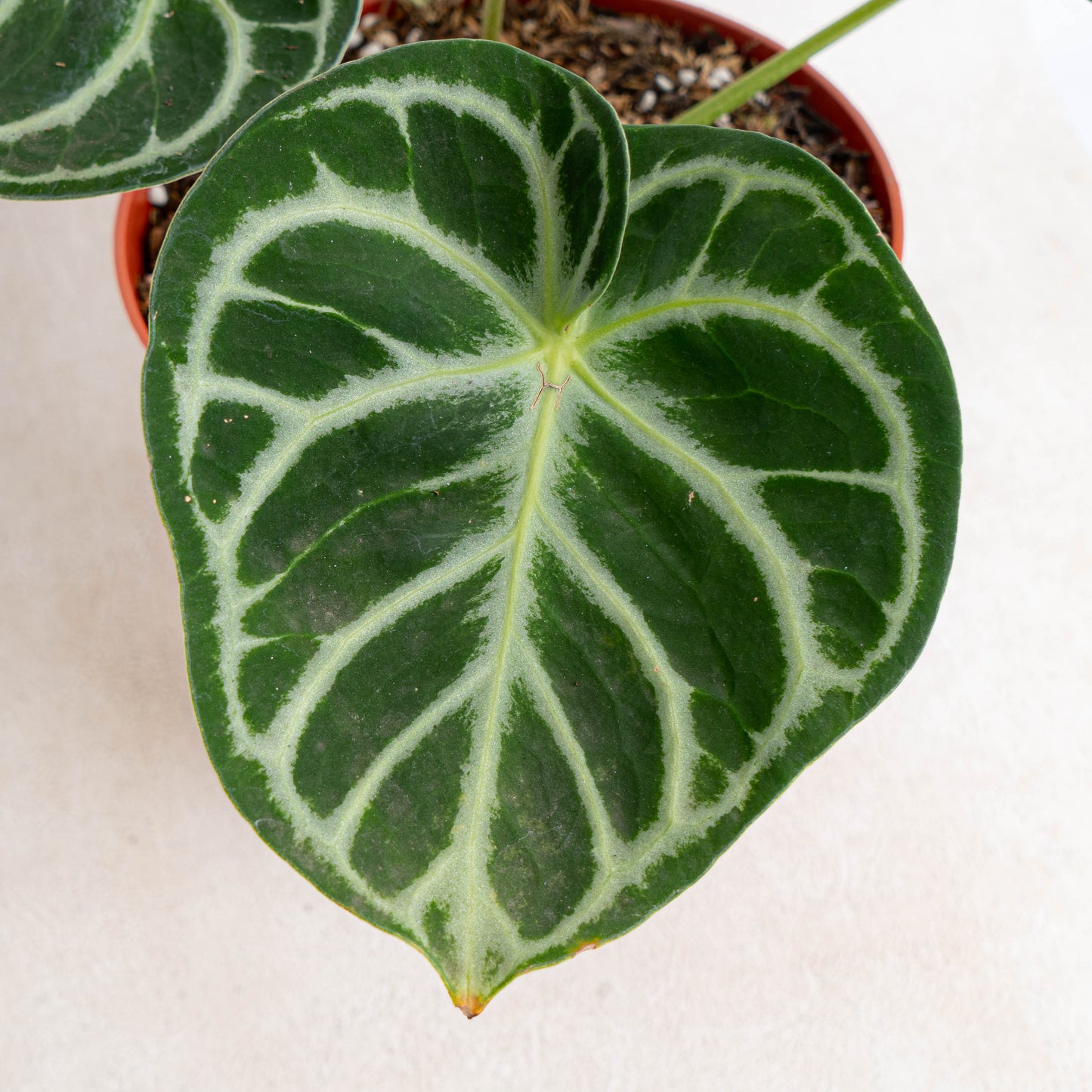 Anthurium Dorayaki
