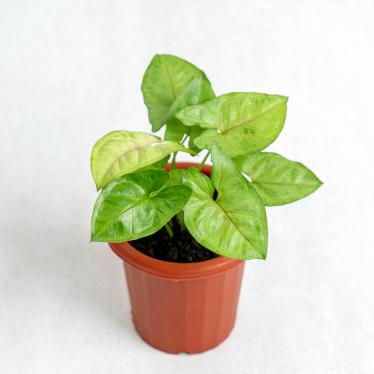 Syngonium Golden - Indonesian Rare Plants