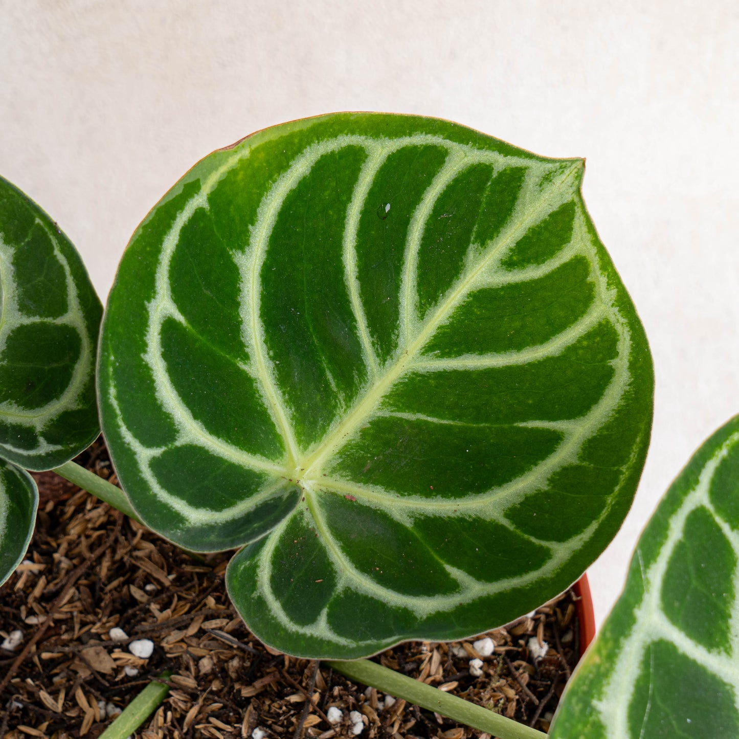 Anthurium Dorayaki