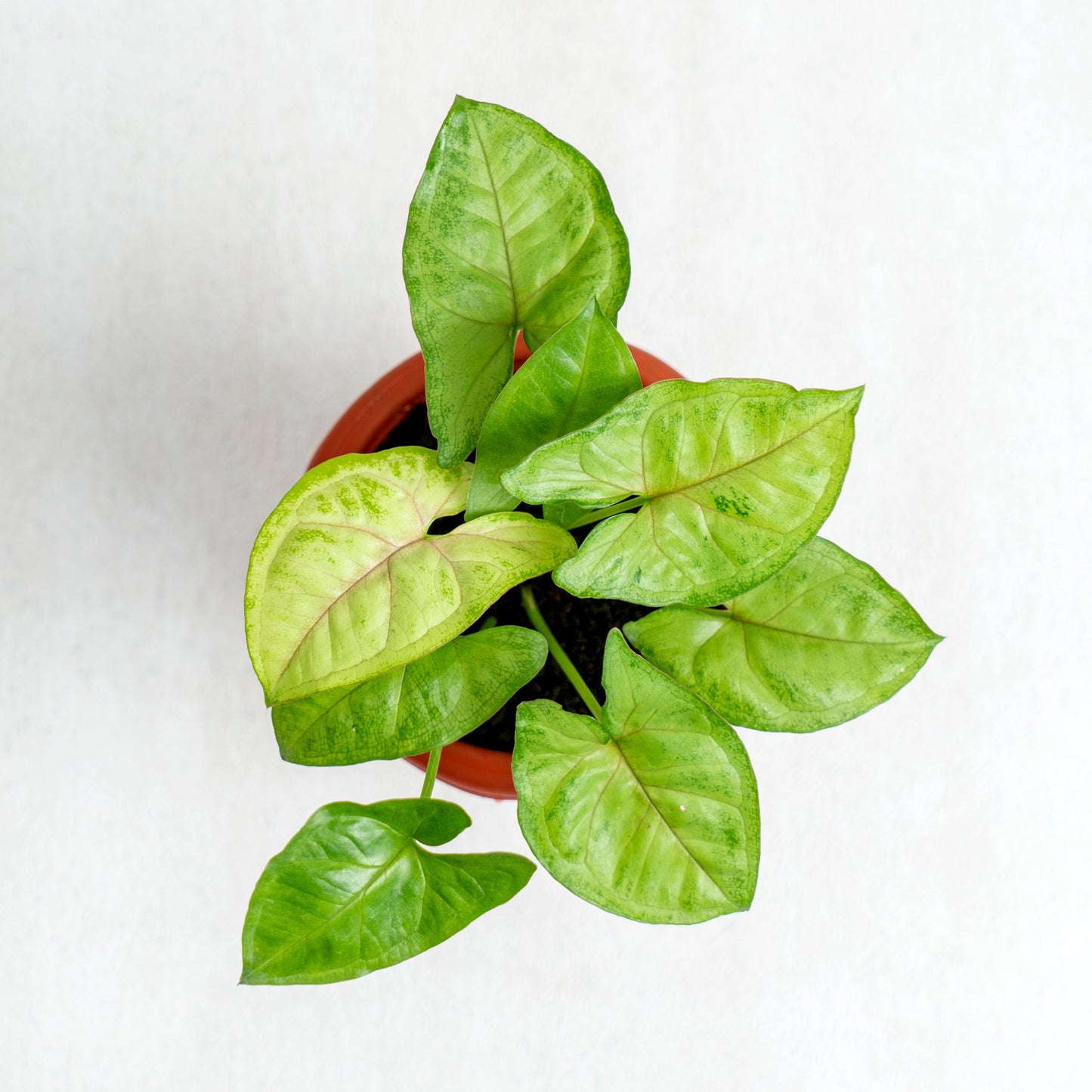 Syngonium Golden