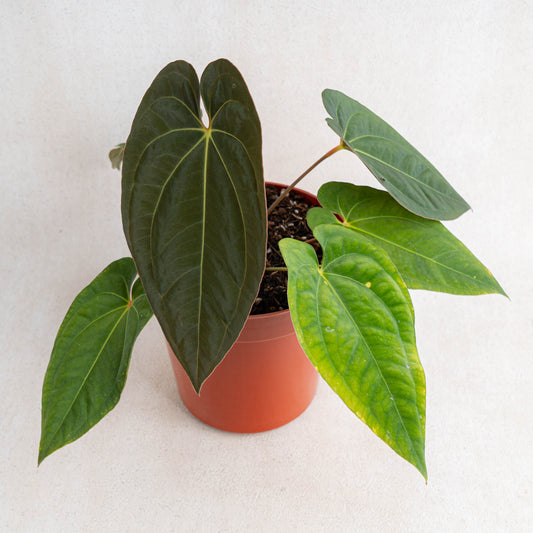 Anthurium Dark Phoenix X Night Queen - Indonesian Rare Plants