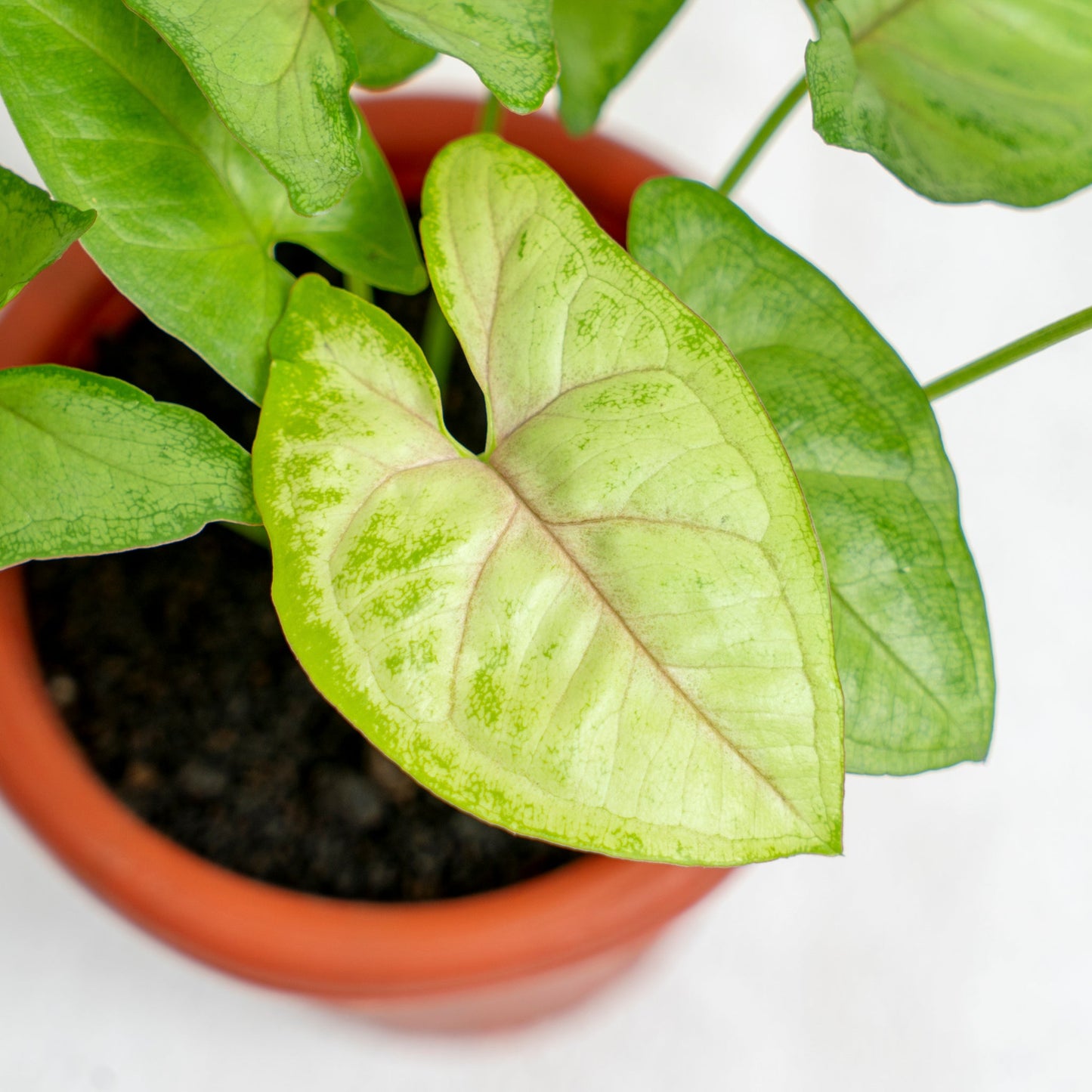 Syngonium Golden