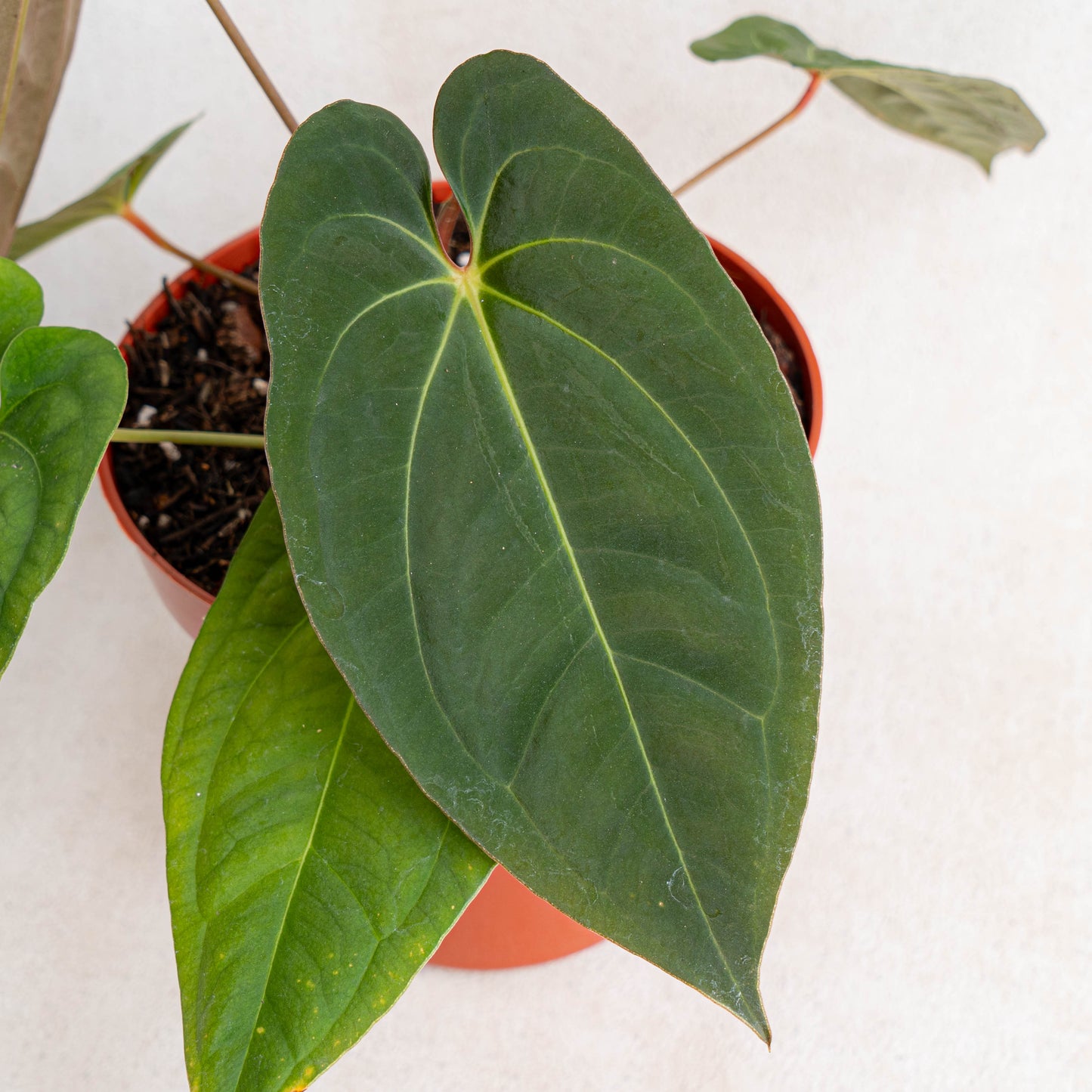 Anthurium Dark Phoenix X Night Queen