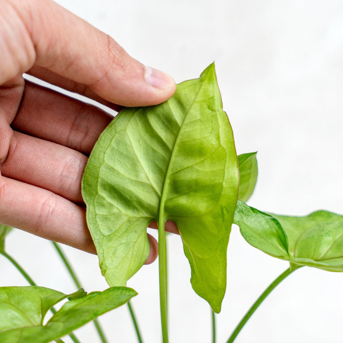 Syngonium Golden