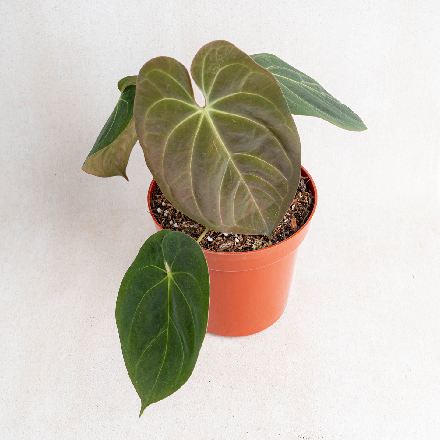Anthurium Hoffmanii Hybrid - Indonesian Rare Plants