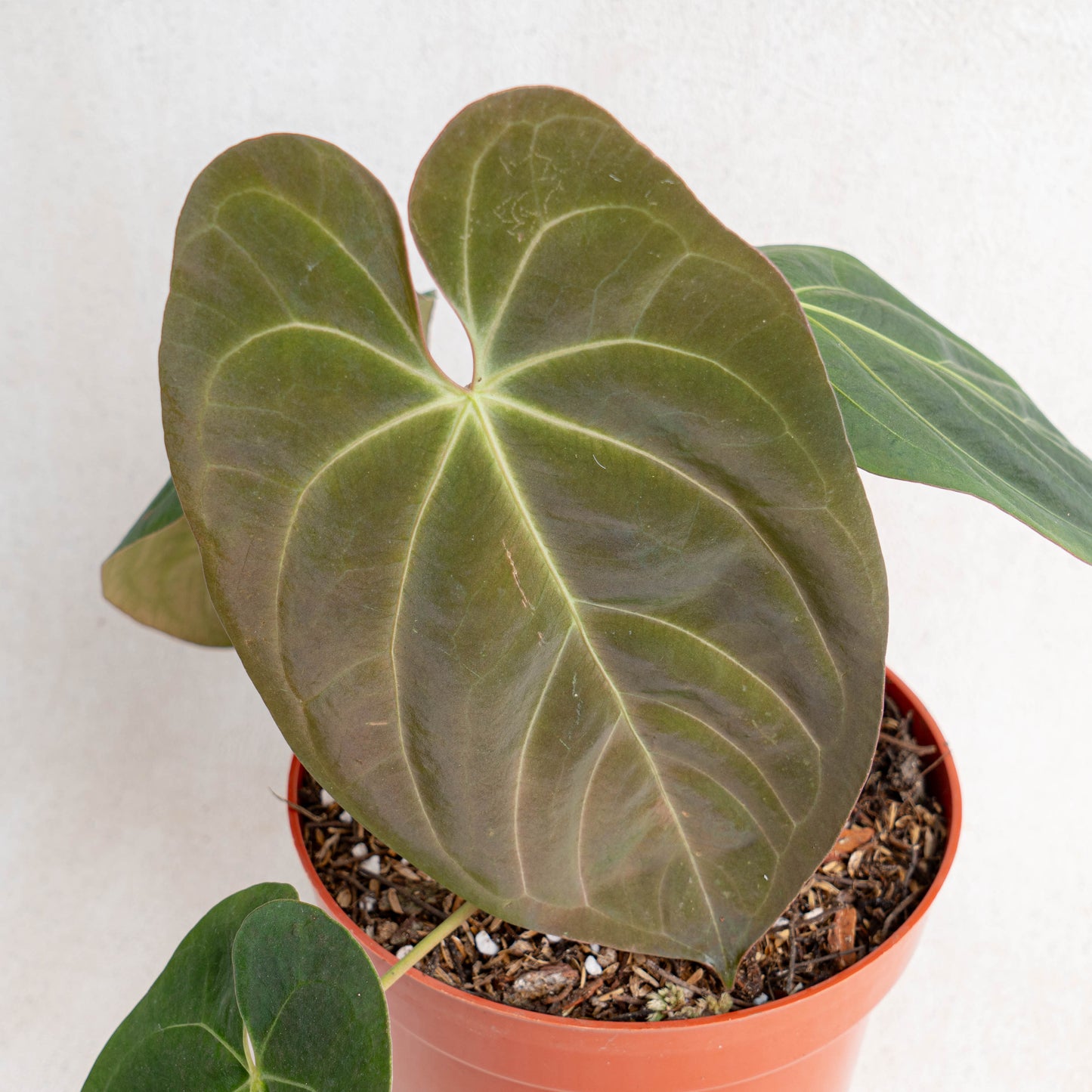 Anthurium Hoffmanii Hybrid