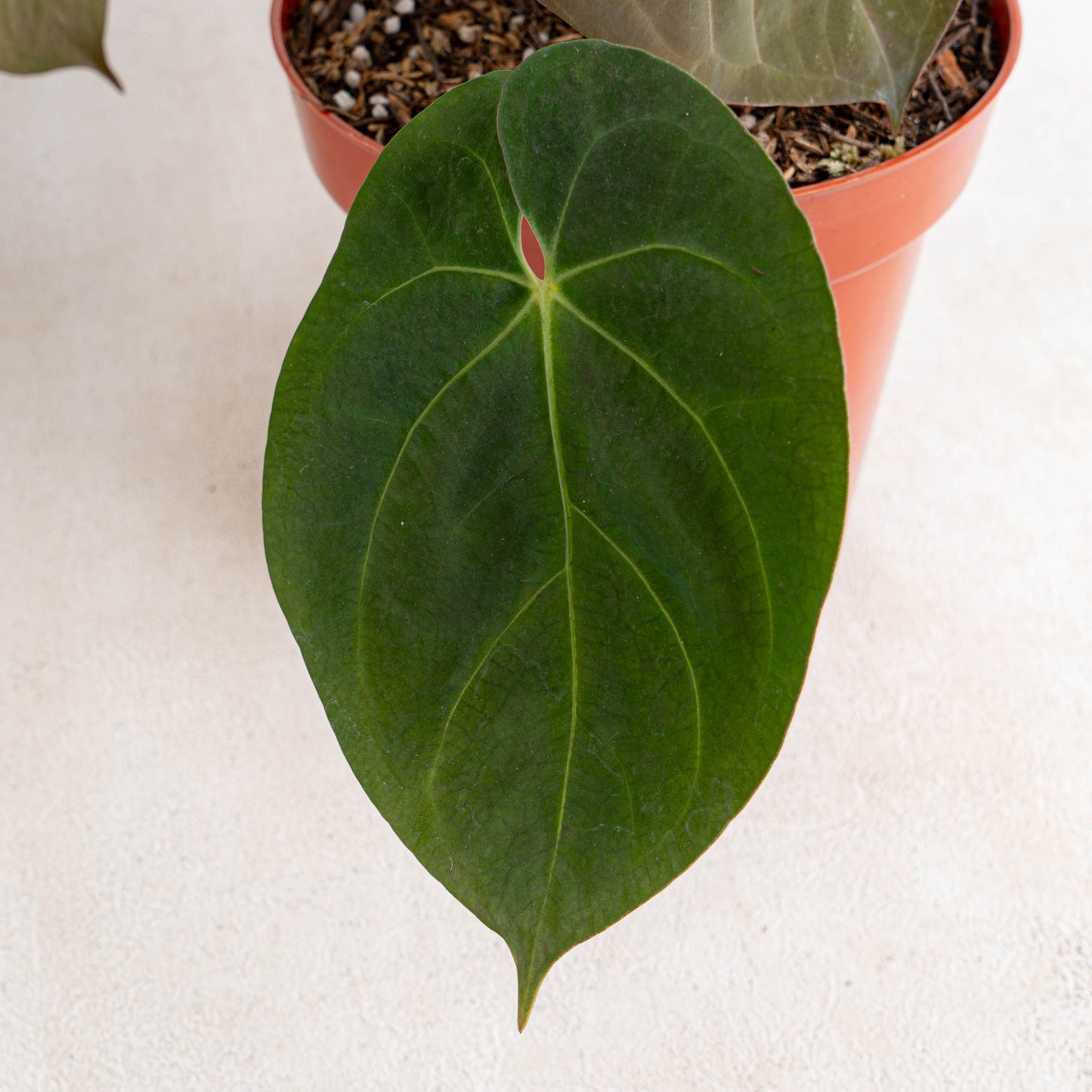 Anthurium Hoffmanii Hybrid