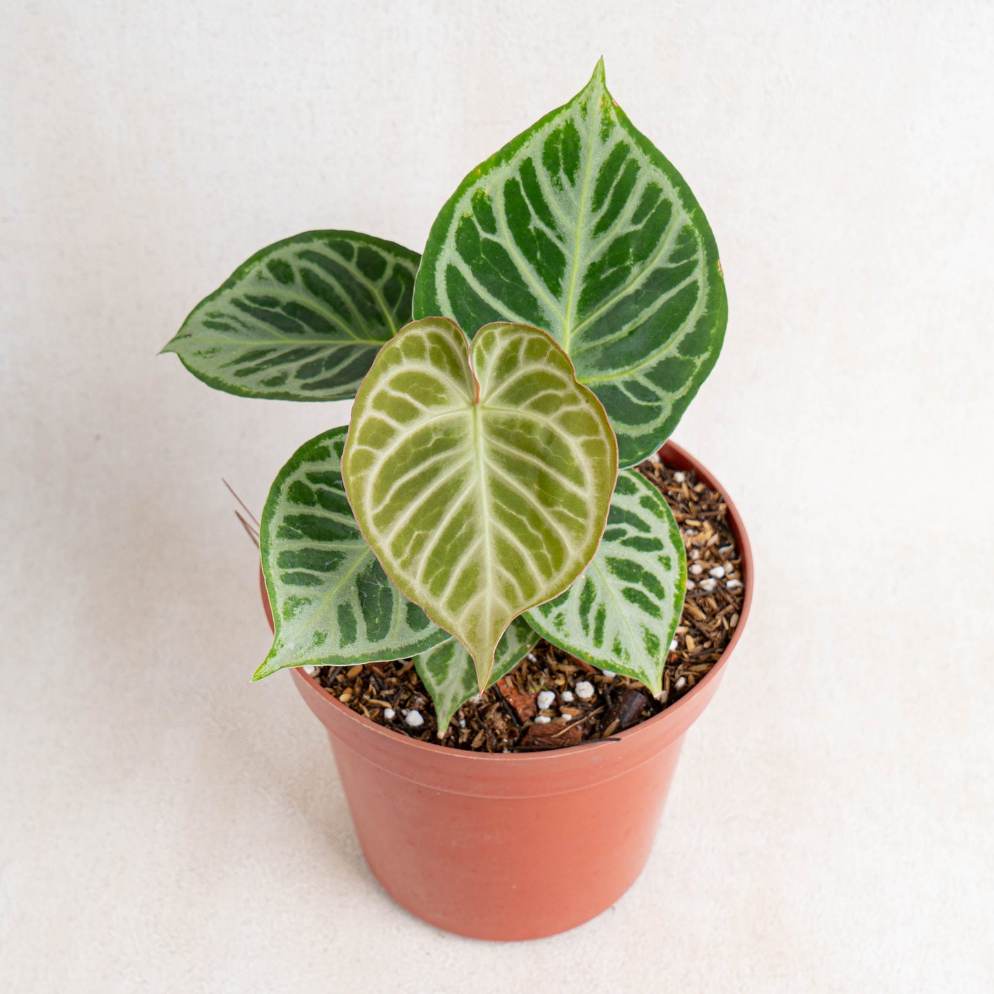 Anthurium Dorayaki Silver - Indonesian Rare Plants