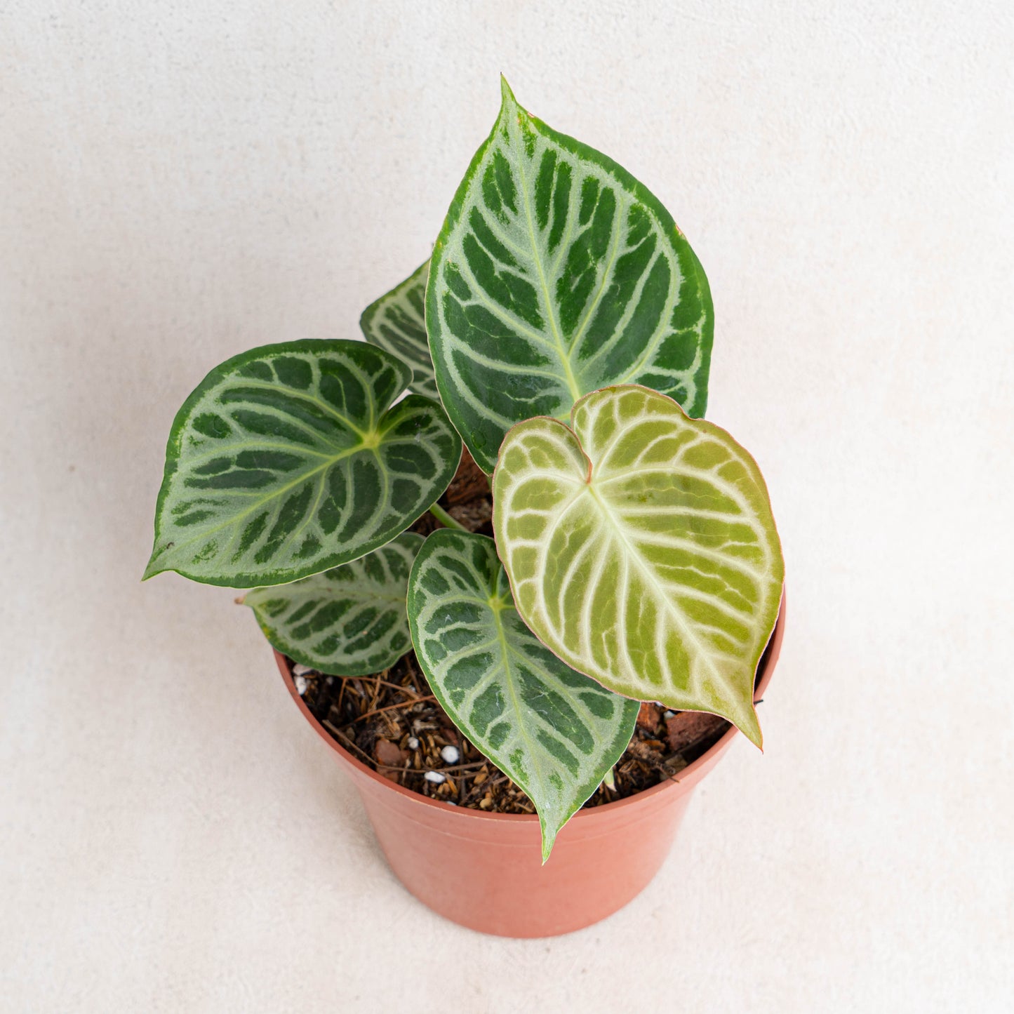 Anthurium Dorayaki Silver