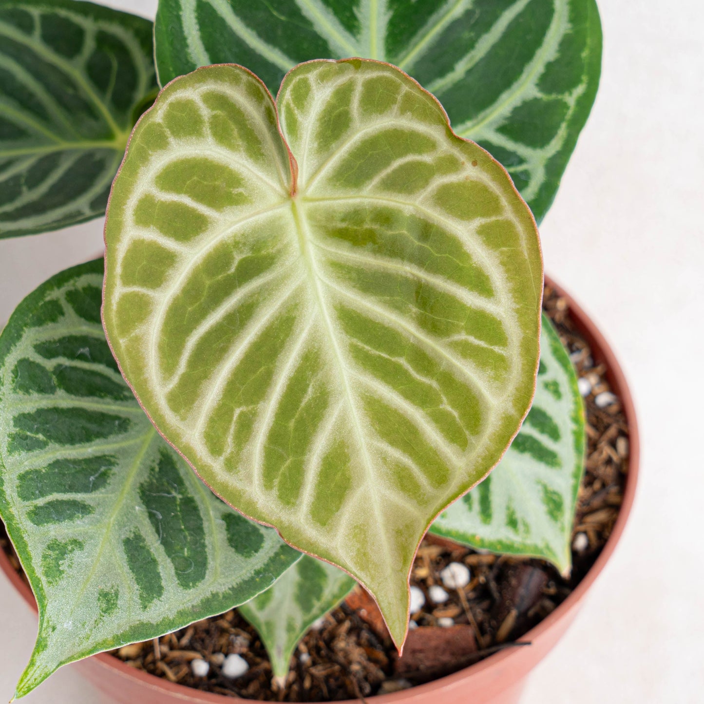 Anthurium Dorayaki Silver