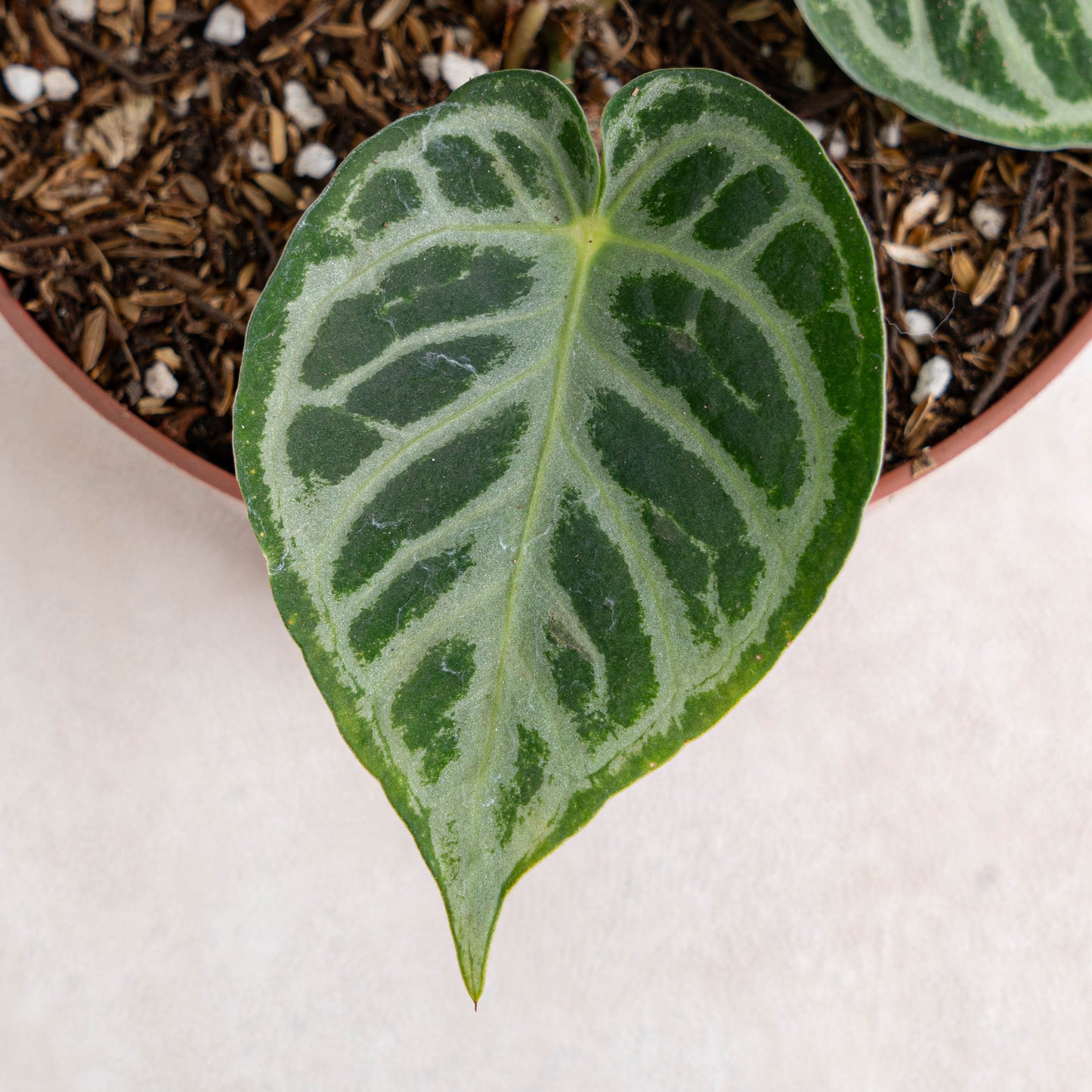 Anthurium Dorayaki Silver
