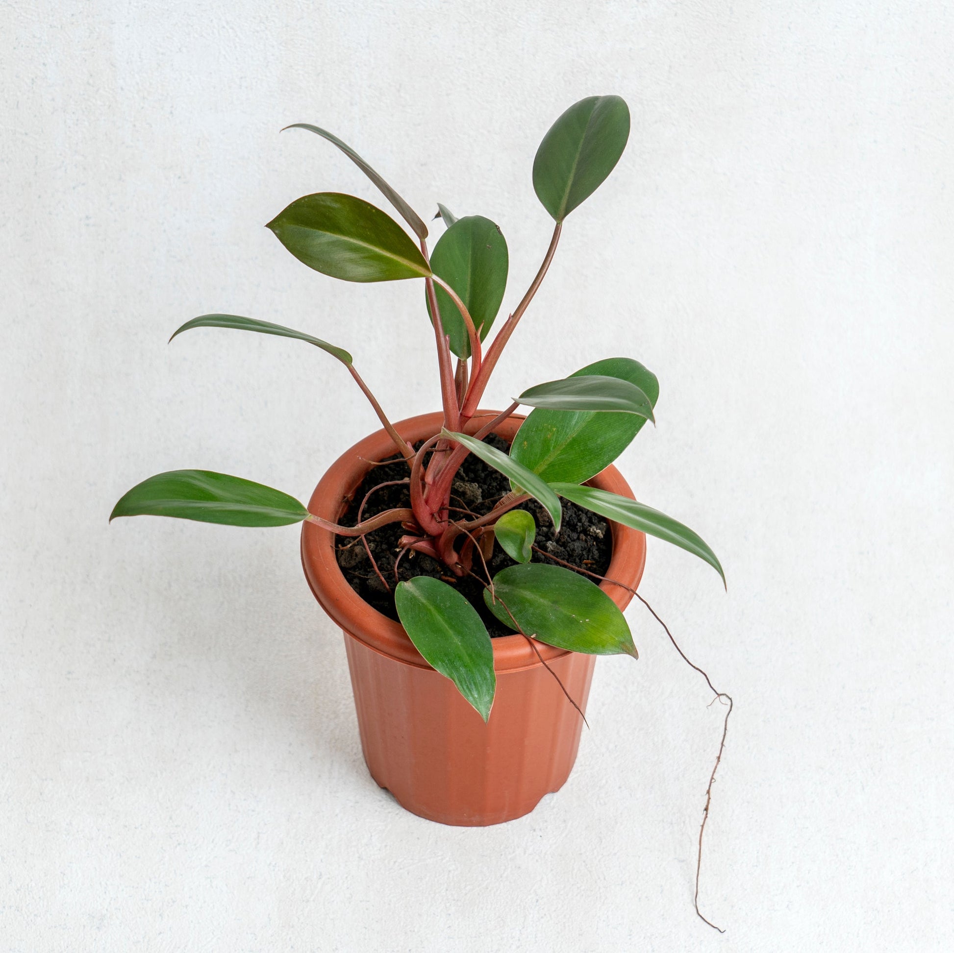 Philodendron Compact Congo - Indonesian Rare Plants