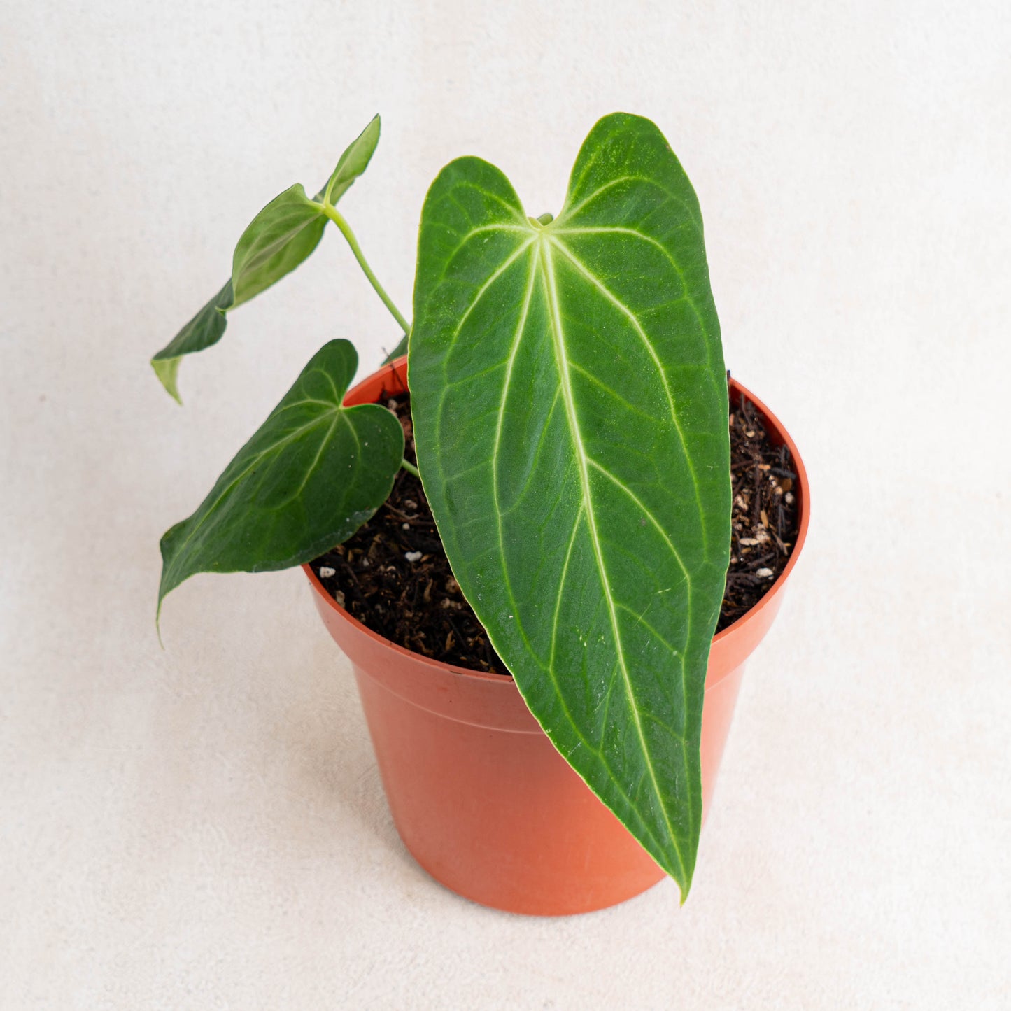 Anthurium Dark Mama (Papillilaminum x Warocqueanum) - Indonesian Rare Plants