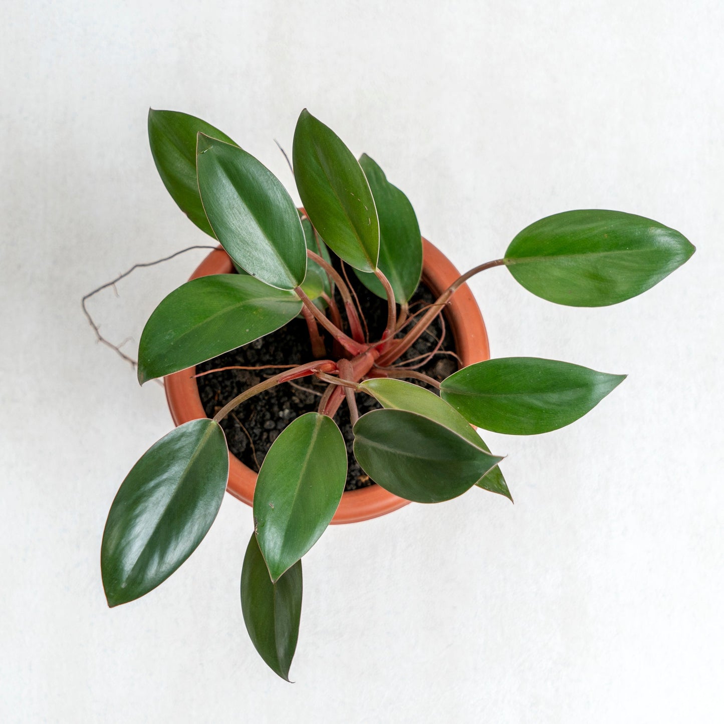 Philodendron Compact Congo
