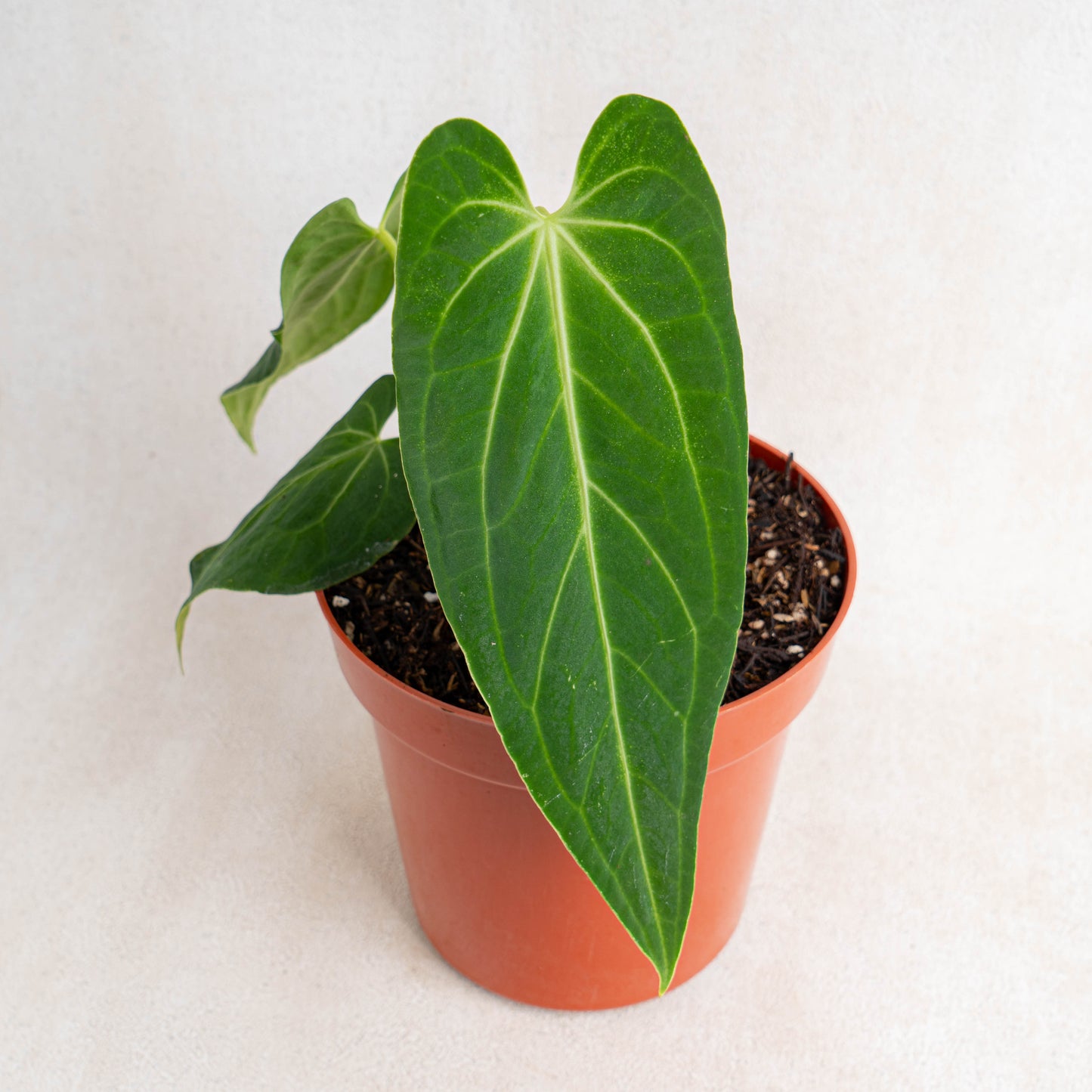 Anthurium Dark Mama (Papillilaminum x Warocqueanum)