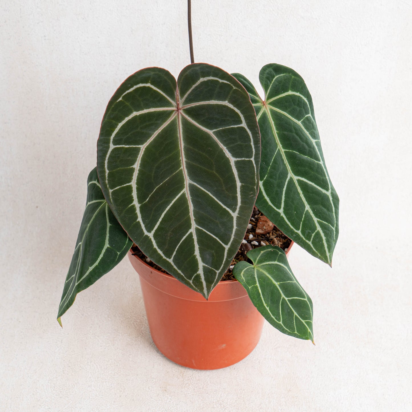 Anthurium Crystallinum Dark Form - Indonesian Rare Plants