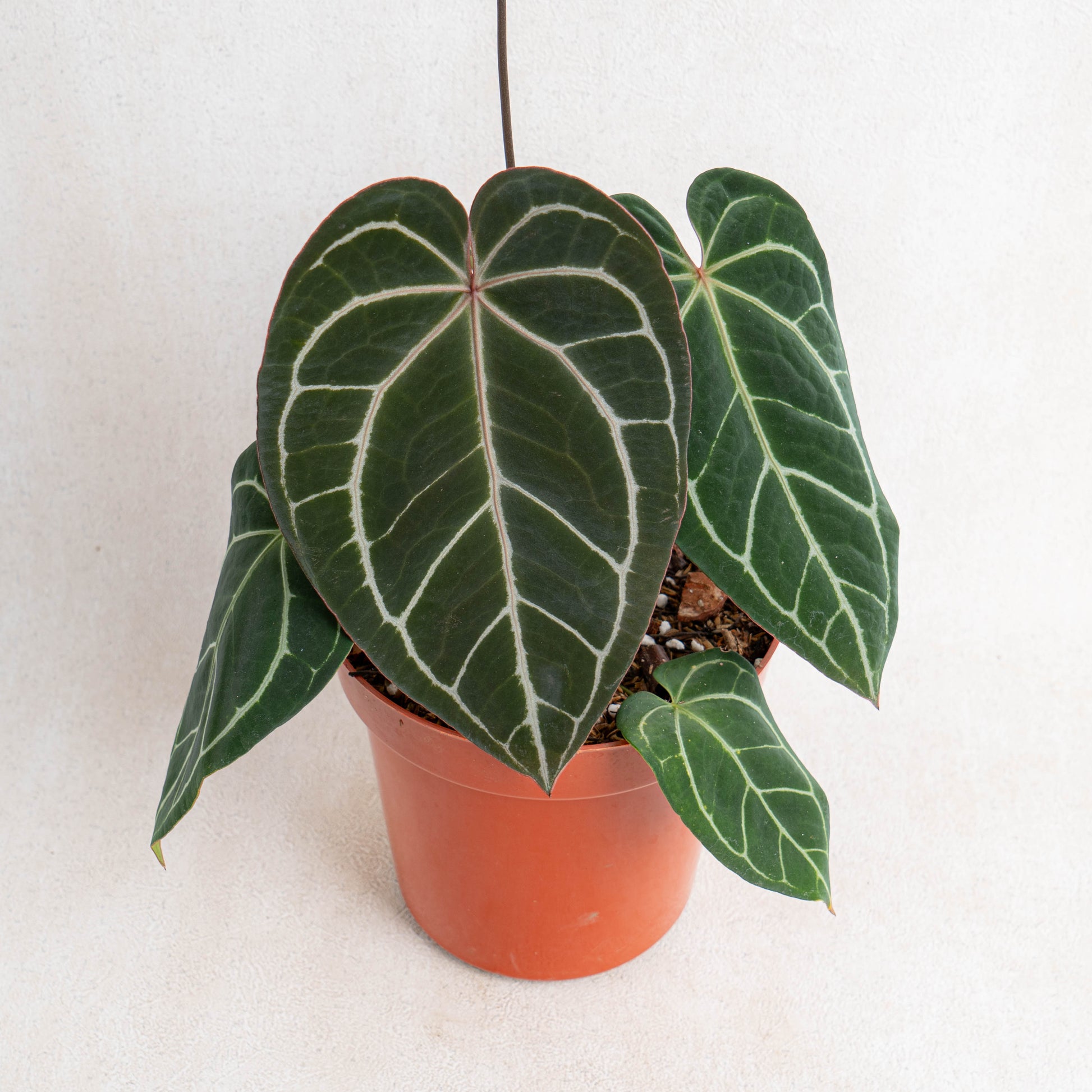 Anthurium Crystallinum Dark Form - Indonesian Rare Plants